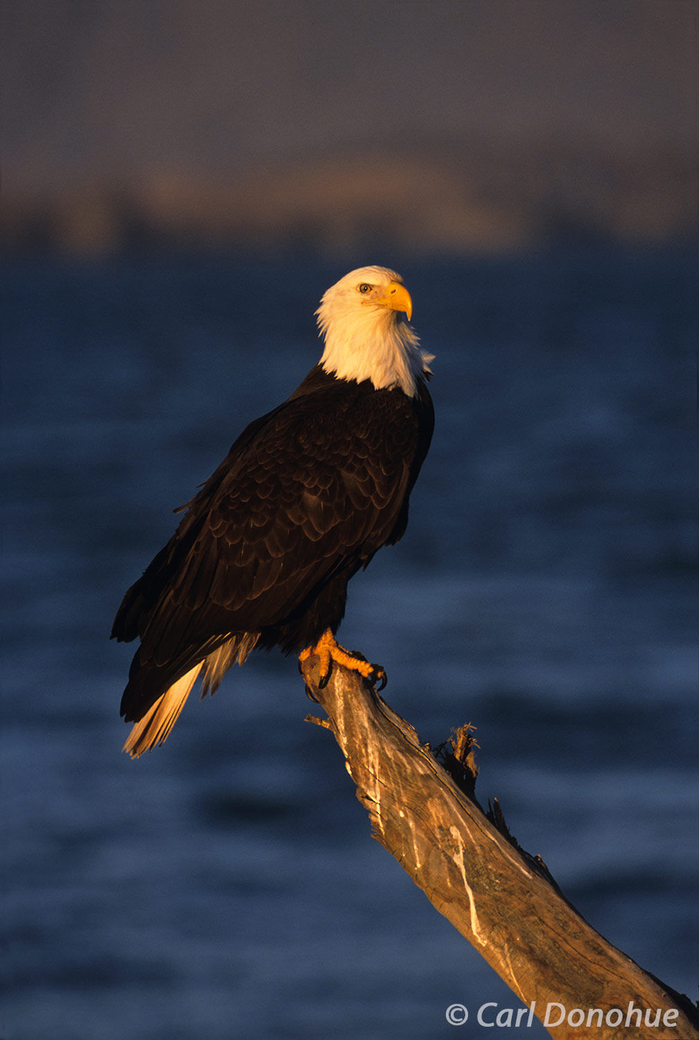 Mature Bald Eagle, Portrait, on perch, Kachemak Bay, Homer, Alaska. Haliaeetus leucocephalus.
