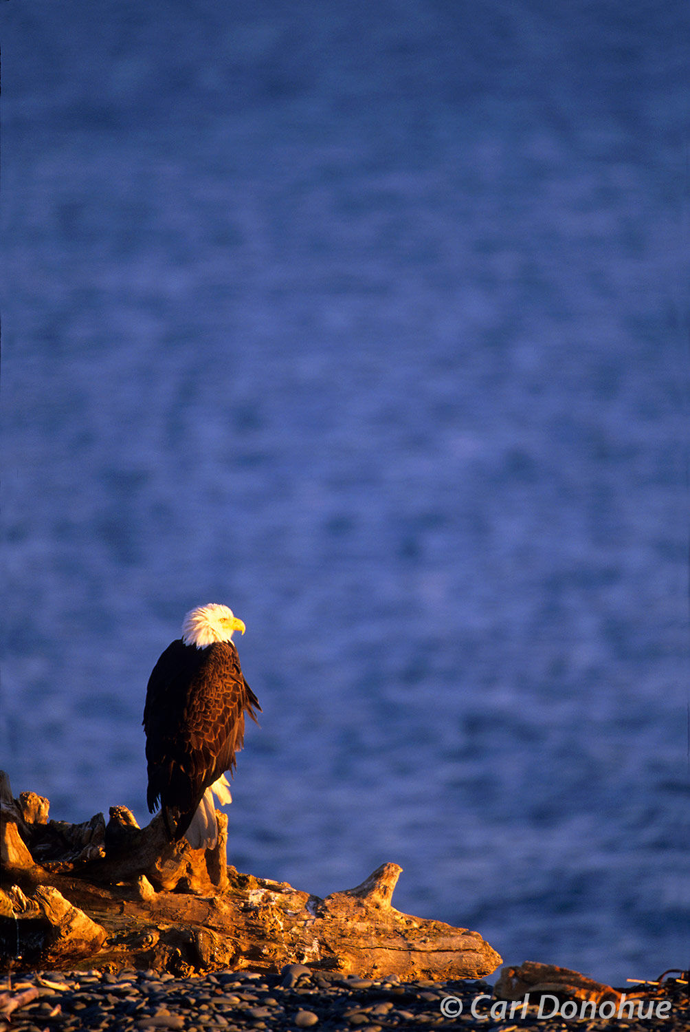 Bald Eagle, sitting on perch, early morning light, Kachemak bay, Homer, Alaska.  Haliaeetus leucocephalus.