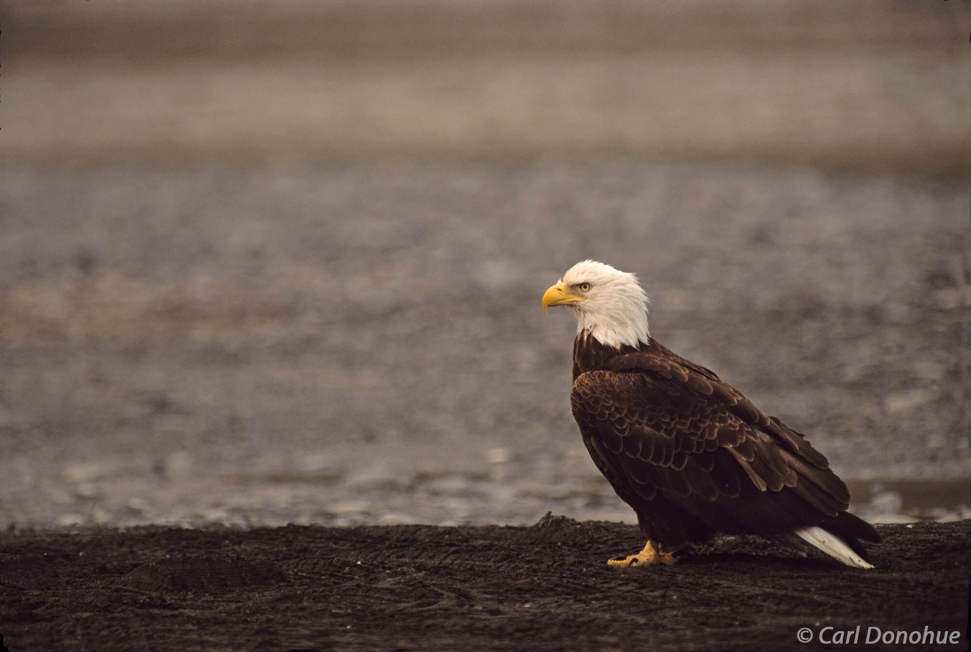 Bald Eagle, Portrait, on perch, Copper River, Wrangell-St. Elias National Park, Alaska.  Haliaeetus leucocephalus.