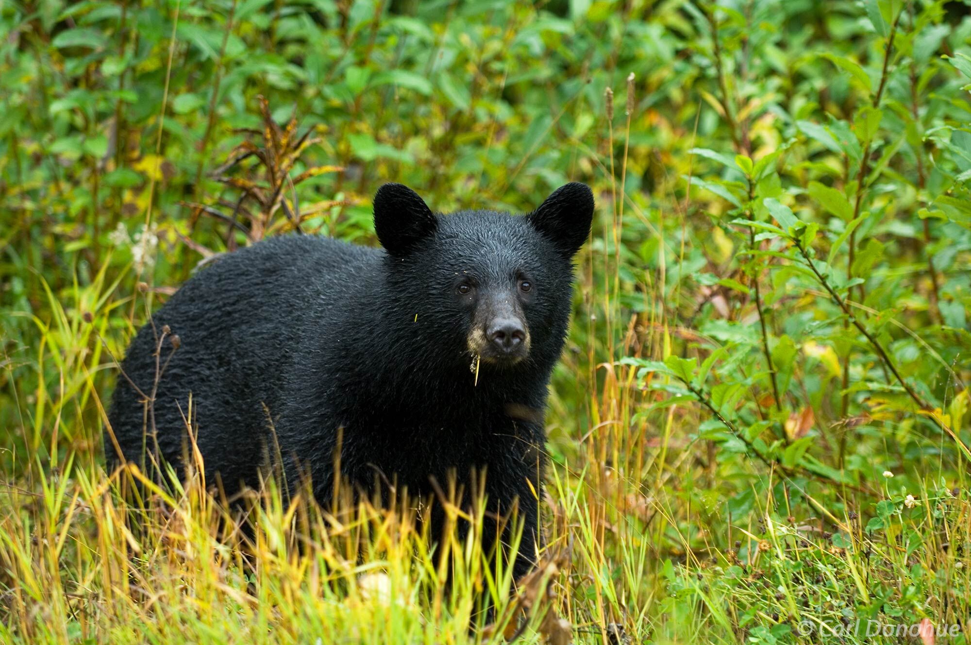 Black bear foraging in the forest, Cassiar Highway, British Columbia, Canada. Ursus americanus.