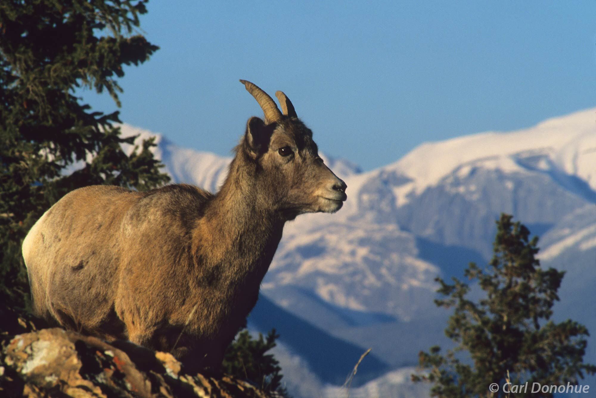 A female or ewe bighorn sheep standing against a great background of the Canadian Rockies. Bighorn sheep are an iconic species...