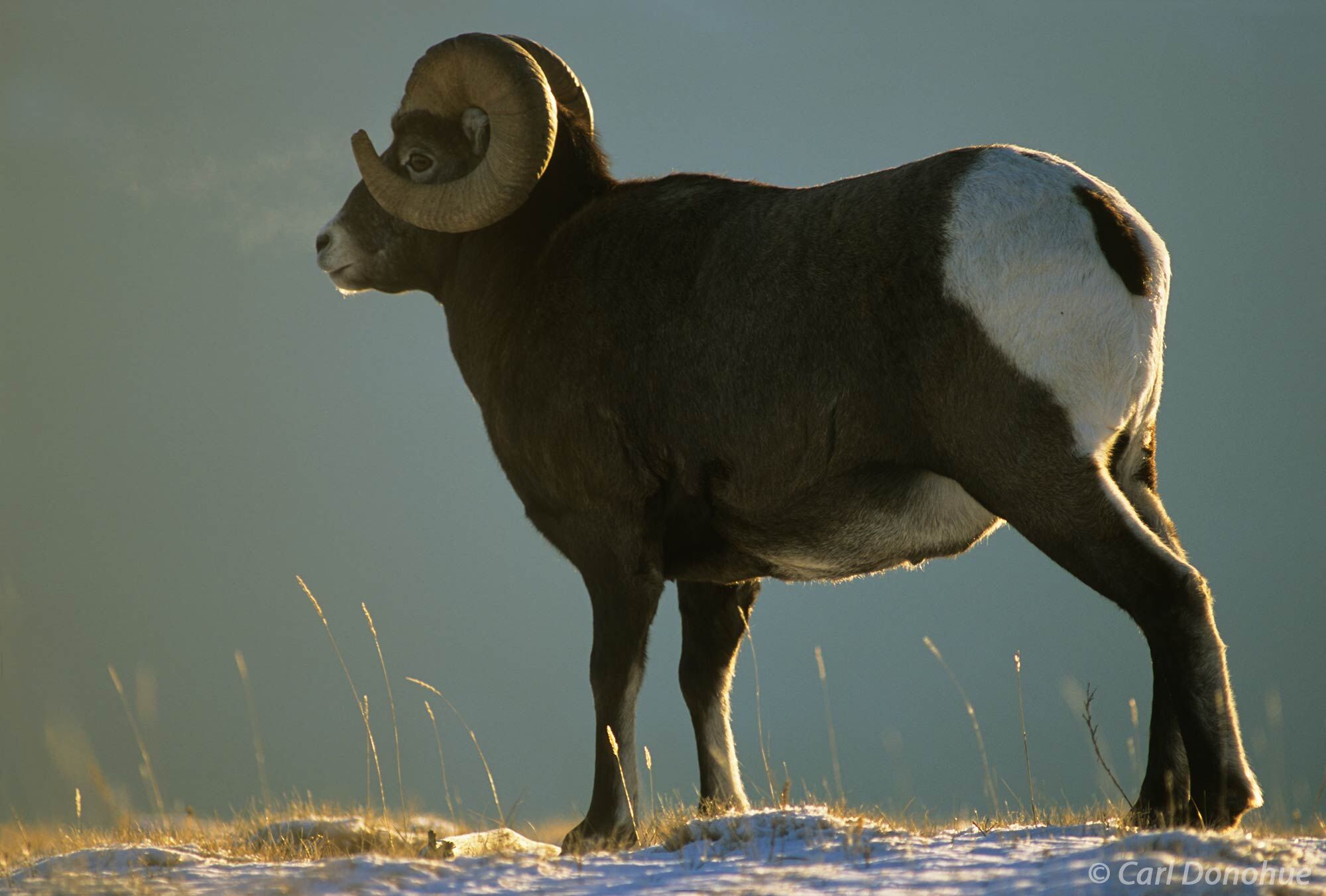 A mature bighorn sheep ram standing on snow, backlit in the late afternoon sun.  As the rut, or breeding season approaches, these...