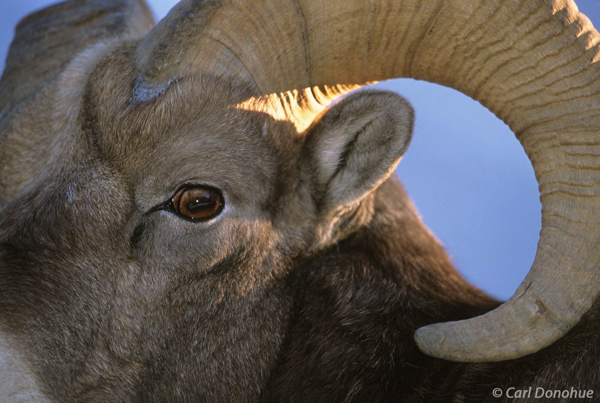 A closeup portrait of a bighorn sheep ram.  A young ram, not yet full curl horns or rack, but a beautiful creature. The Canadian...