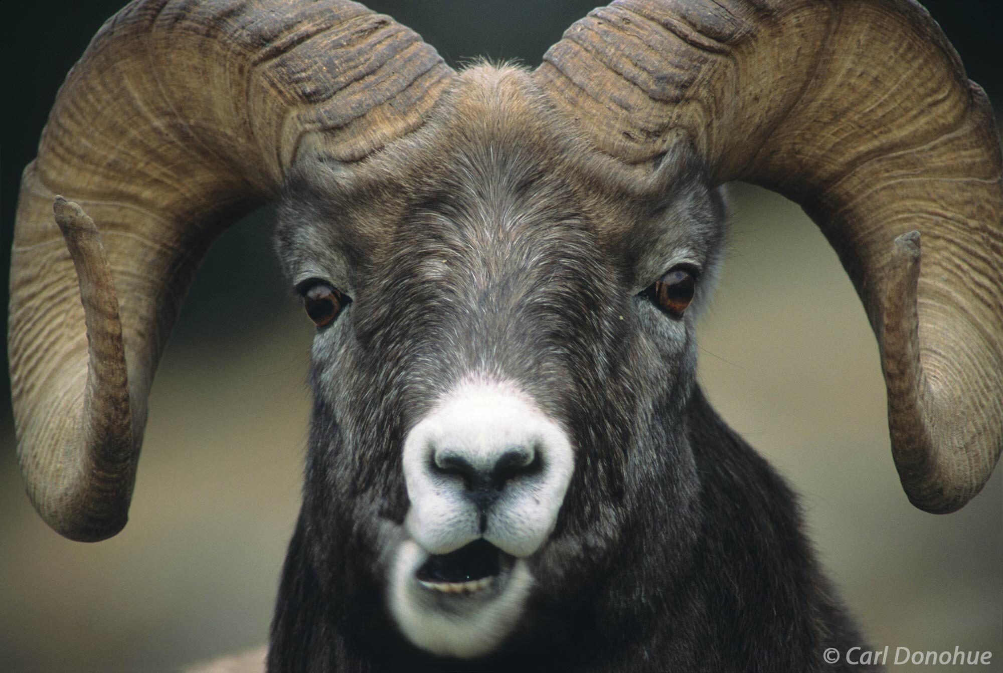A full curl bighorn ram, mouth wide open, closeup face shot.  Bighorn sheep are one of my favorite animals to photograph. Their...