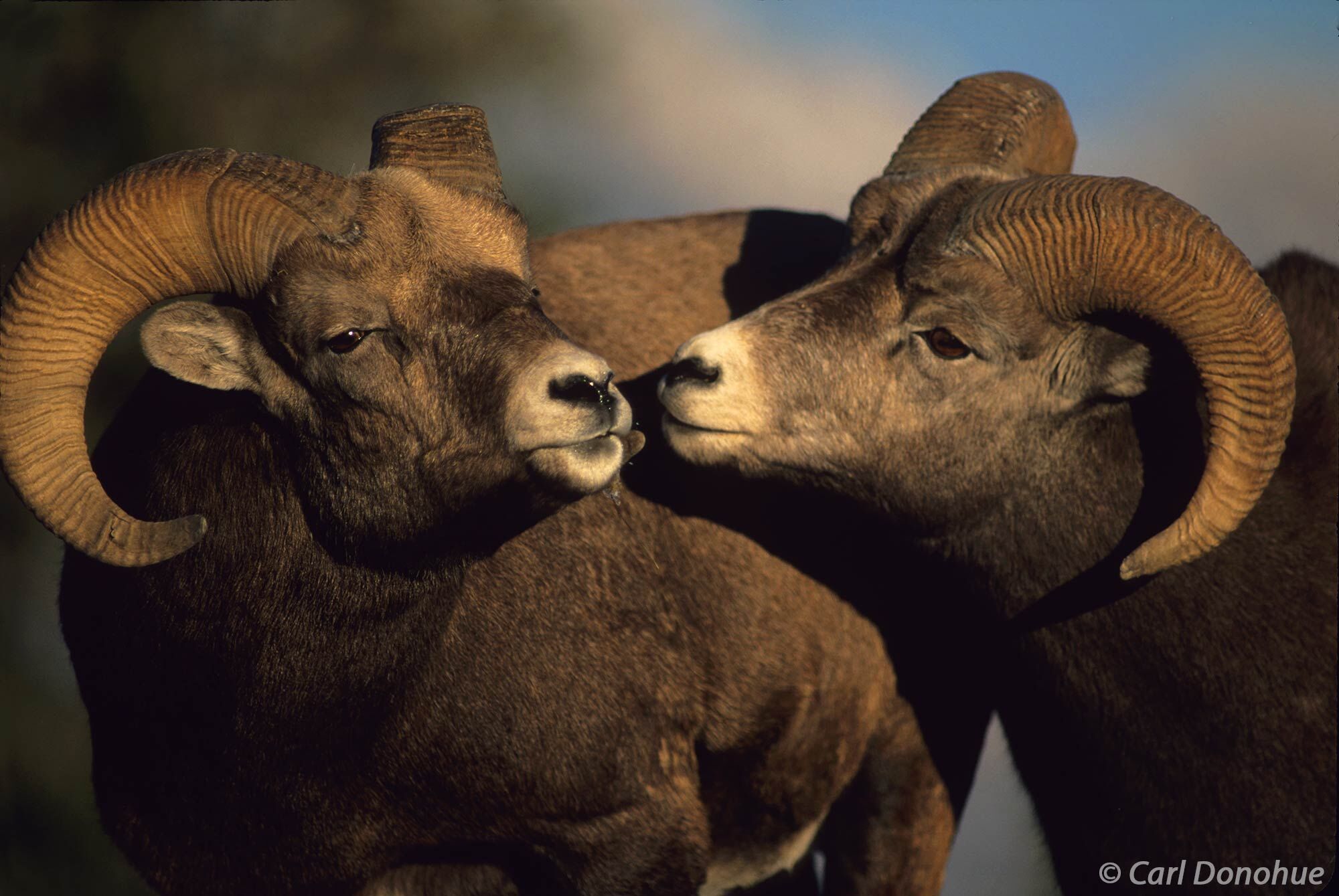 Bighorn Sheep rams greet each other with a touching of their noses, using their sense of smell to identify each other. Bighorn...