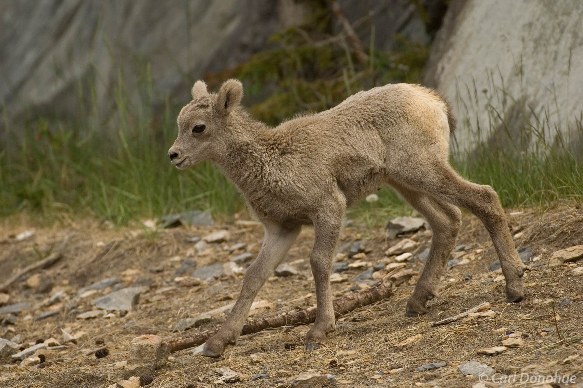 Bighorn Sheep lamb running on the ground in the Canadian Rockies, Jasper National Park, Alberta, Canada, Ovis canadensis