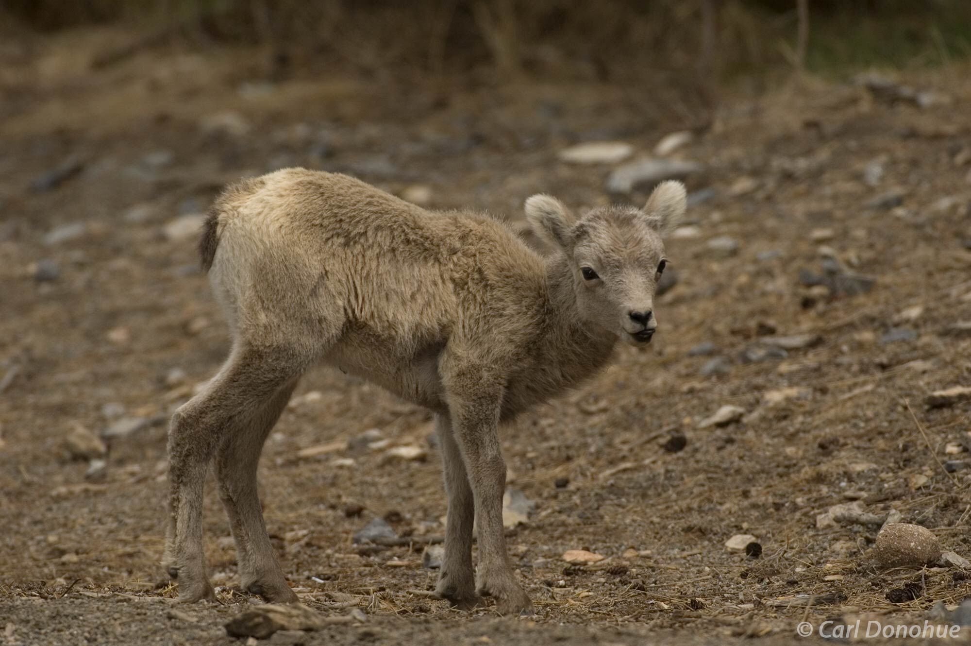 Bighorn Sheep lamb, standing on the ground chewing its cud in the Canadian Rockies, Jasper National Park, Alberta, Canada, Ovis...