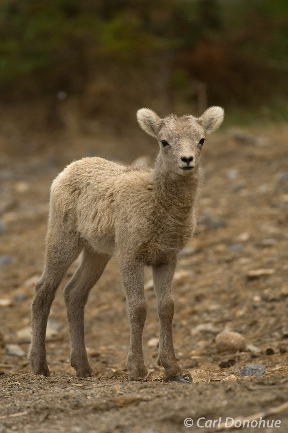 Bighorn Sheep lamb, curiously looking toward the camera. So cute. Canadian Rockies, Jasper National Park, Alberta, Canada, Ovis...