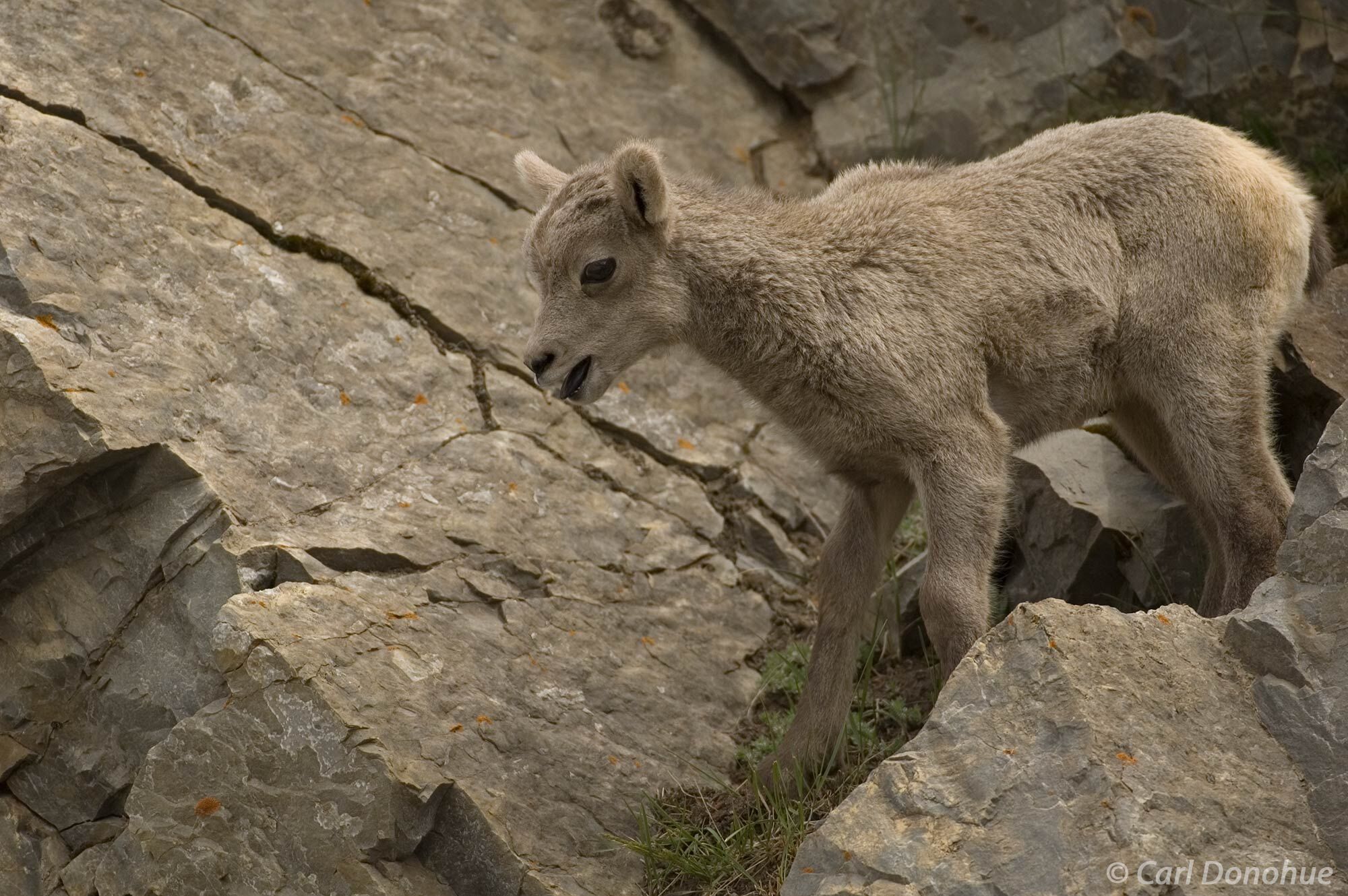 Bighorn Sheep lamb, high in the Canadian Rocky Mountains, climbing on rocks and talus, Jasper National Park, Alberta, Canada....