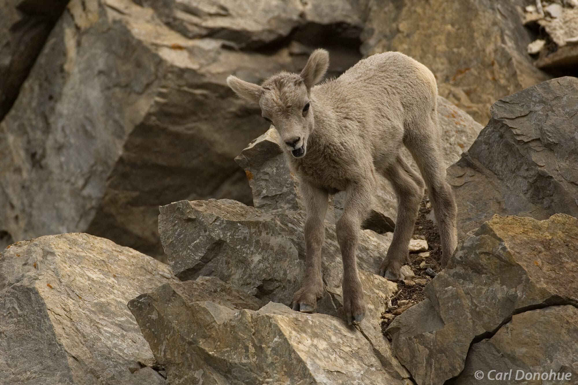 Bighorn Sheep lamb climbing on rocks in Jasper National Park, Alberta, Canada. Ovis canadensis.