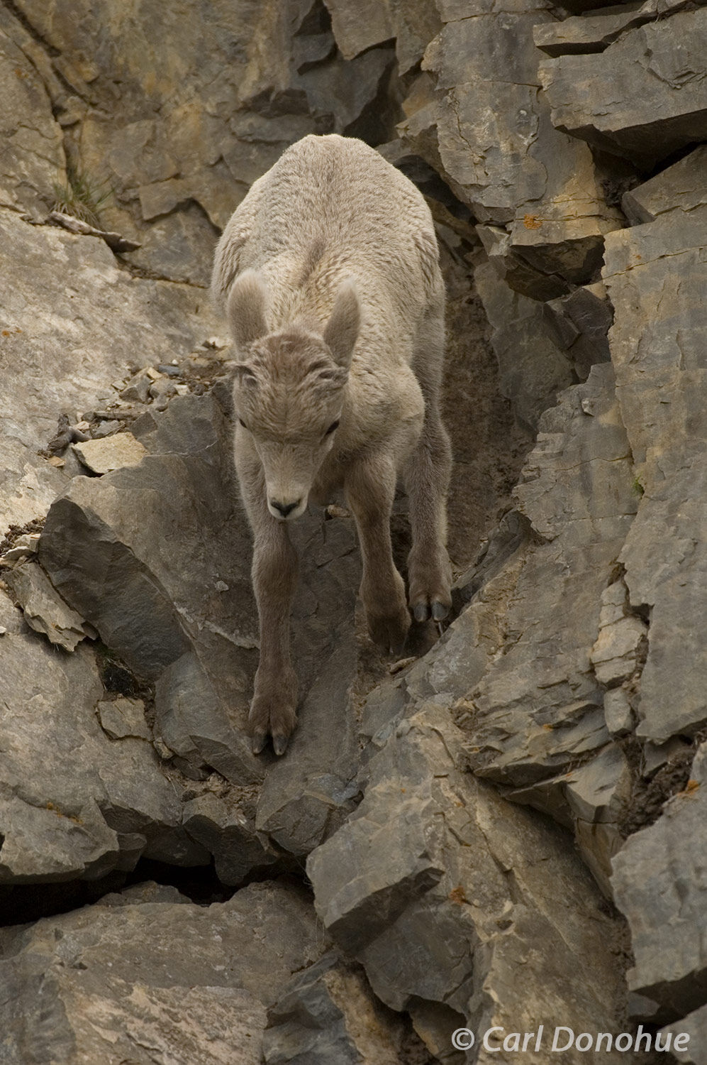 Descending some steep cliffs and rocks is a talent the bighorn sheep have boatloads of. Pretty amazing to watch how easily they...