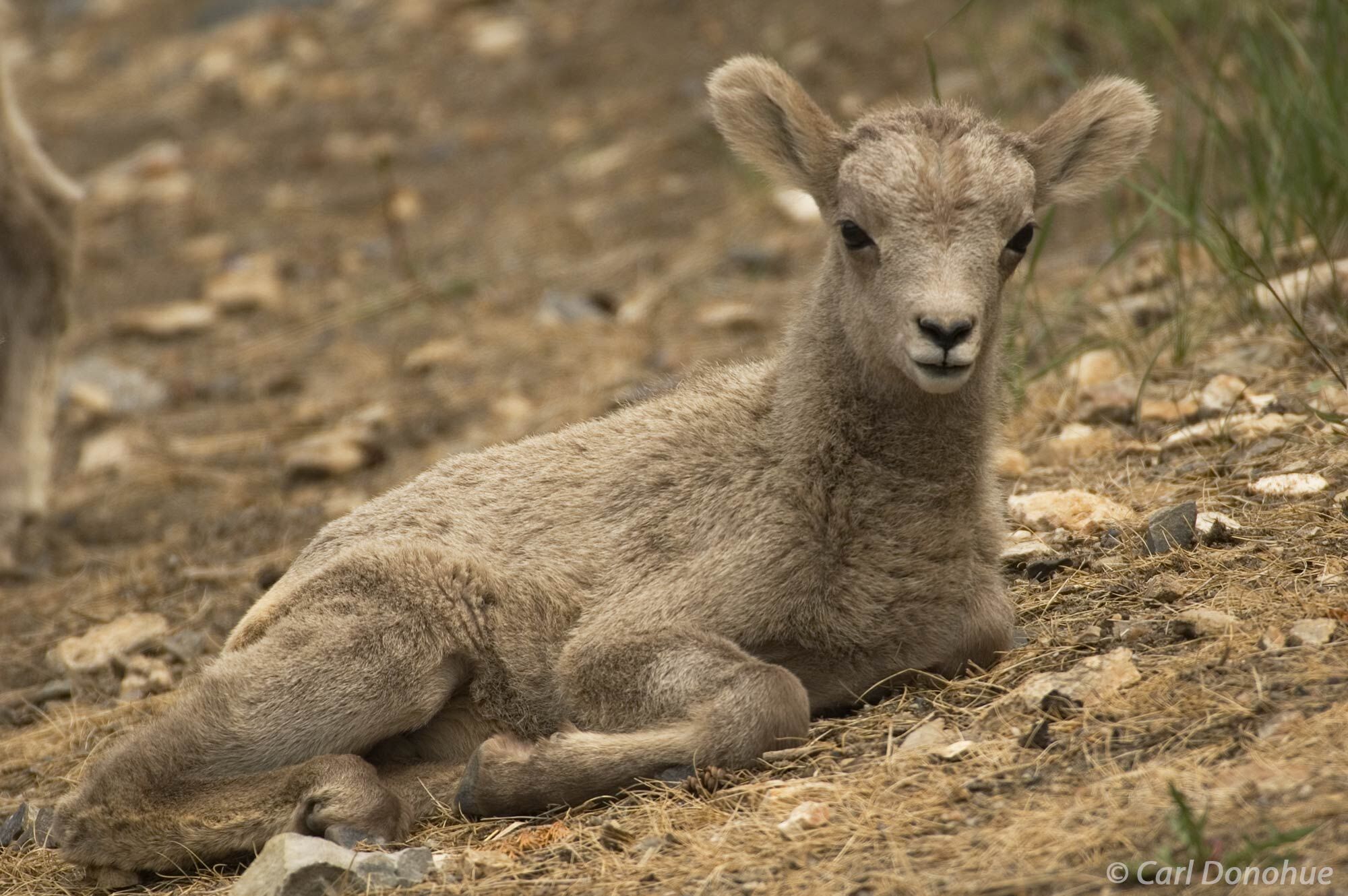 All play and no rest is no fun. A young bighorn Sheep lamb at rest in Canada’s Rocky Mountains, Jasper National Park, Alberta...