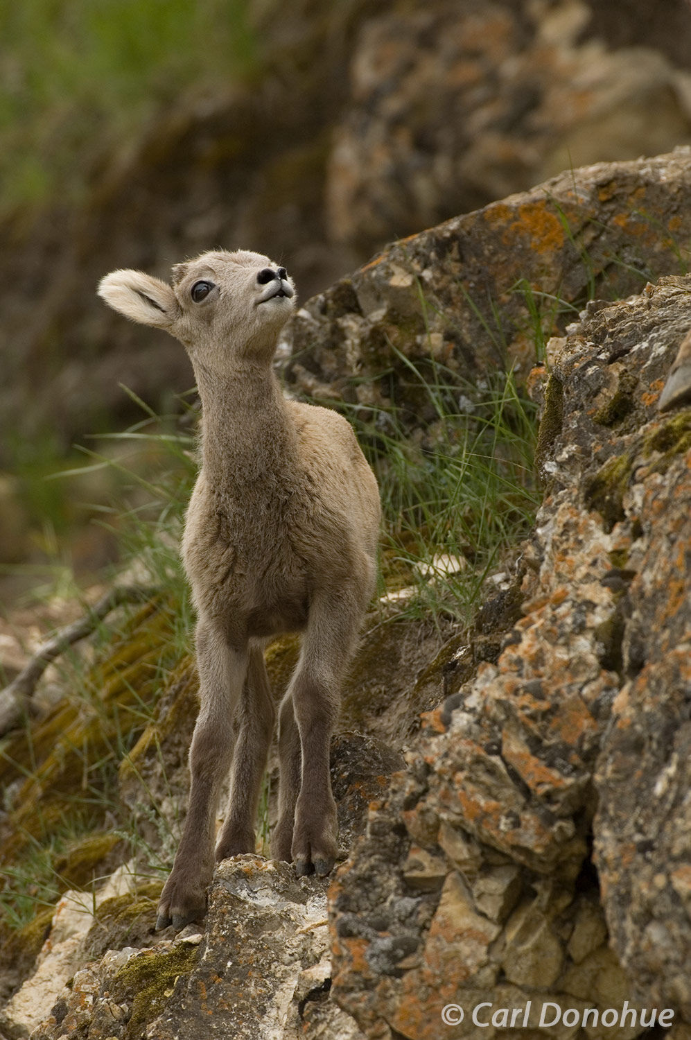 Higher and higher. A young bighorn Sheep lamb decides to climb the mountains a bit higher. Cute young bighorn sheep lamb, in...