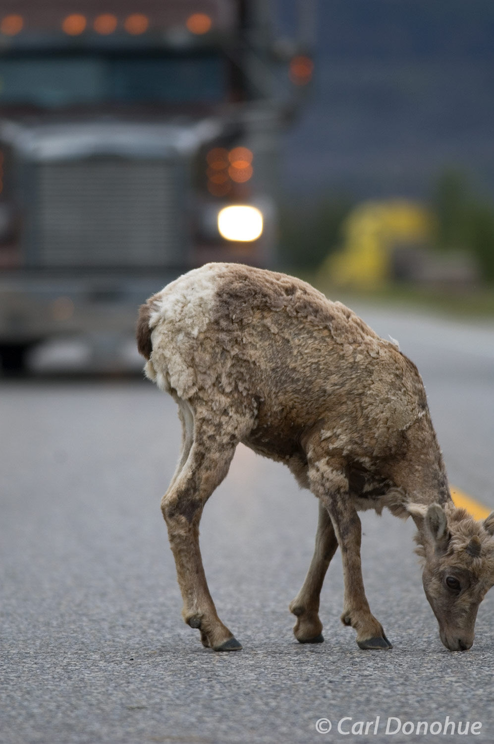 An oncoming semitrailer threatens the very existence of this bighorn sheep ewe as she licks at salt on the highway. Roads and...