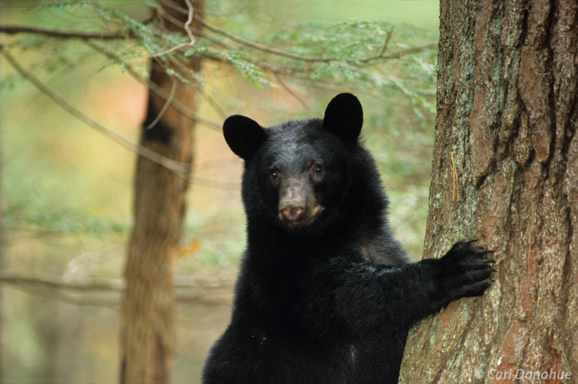 Black bear cub hugs a tree in the forest, Cades Cove, Great Smoky Mountains National Park, Tennessee.