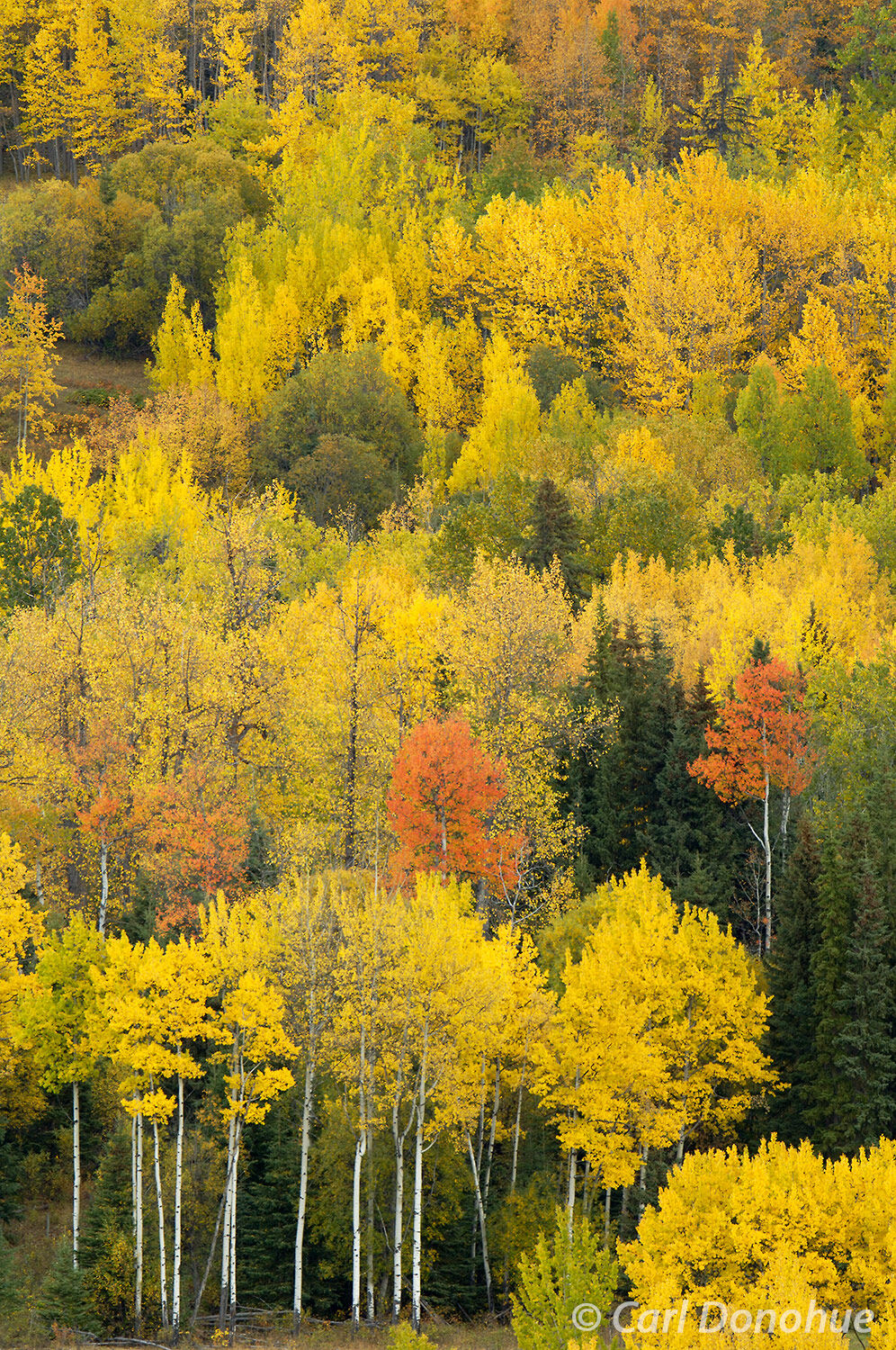 Rich with golds and orange and yellows, the aspens shine in fall. Colors glow in mid-September, British Columbia, Canada.