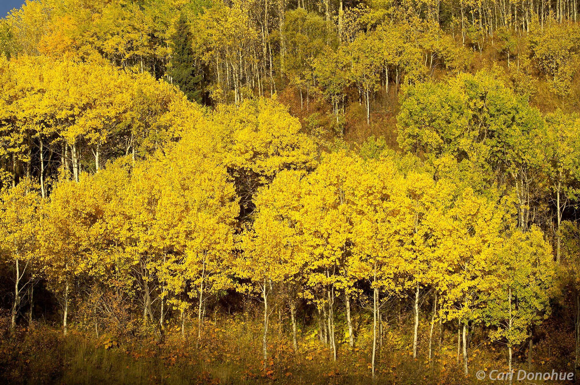 Aspen, autumn and color! Fall colors glow in mid-September, in British Columbia, Canada.