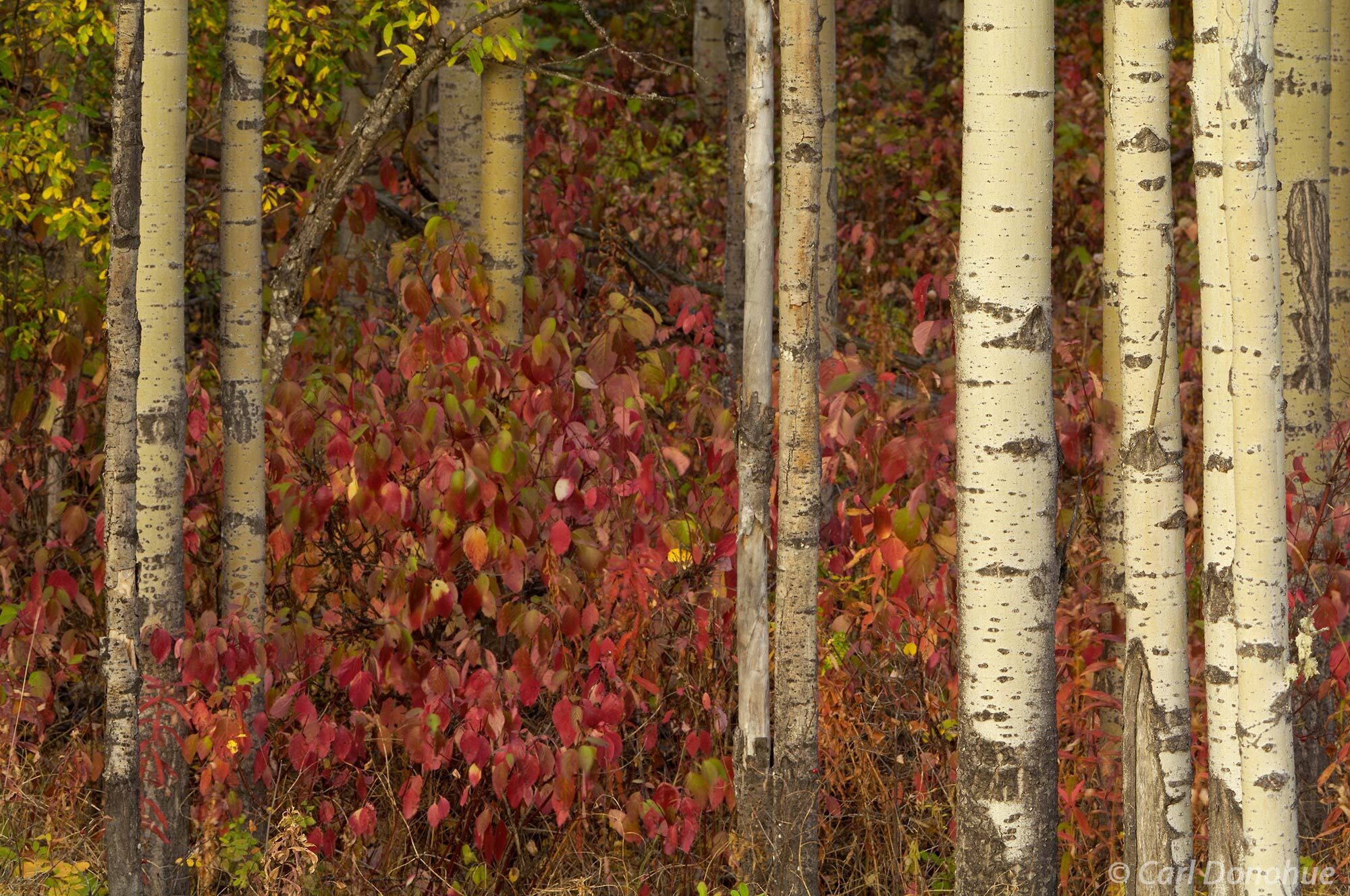 Aspen, a nice red understory, autumn and color! Fall colors glow in mid-September, in British Columbia, Canada.