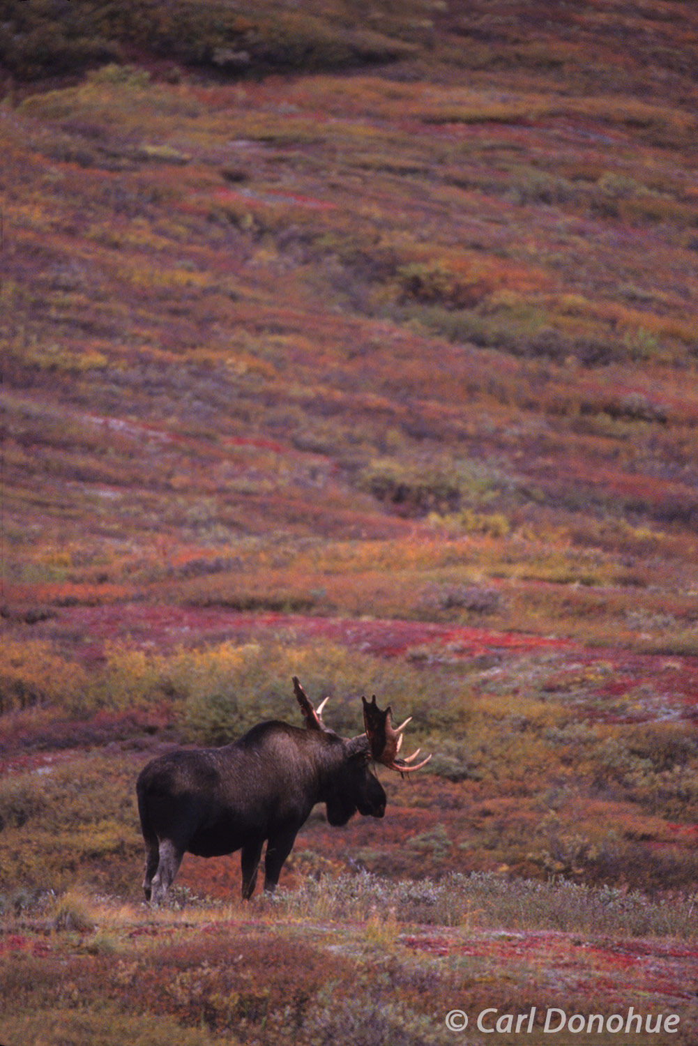 The majesty of the Alaskan wilderness is on full display in this photo of a bull moose in Denali National Park and Preserve...