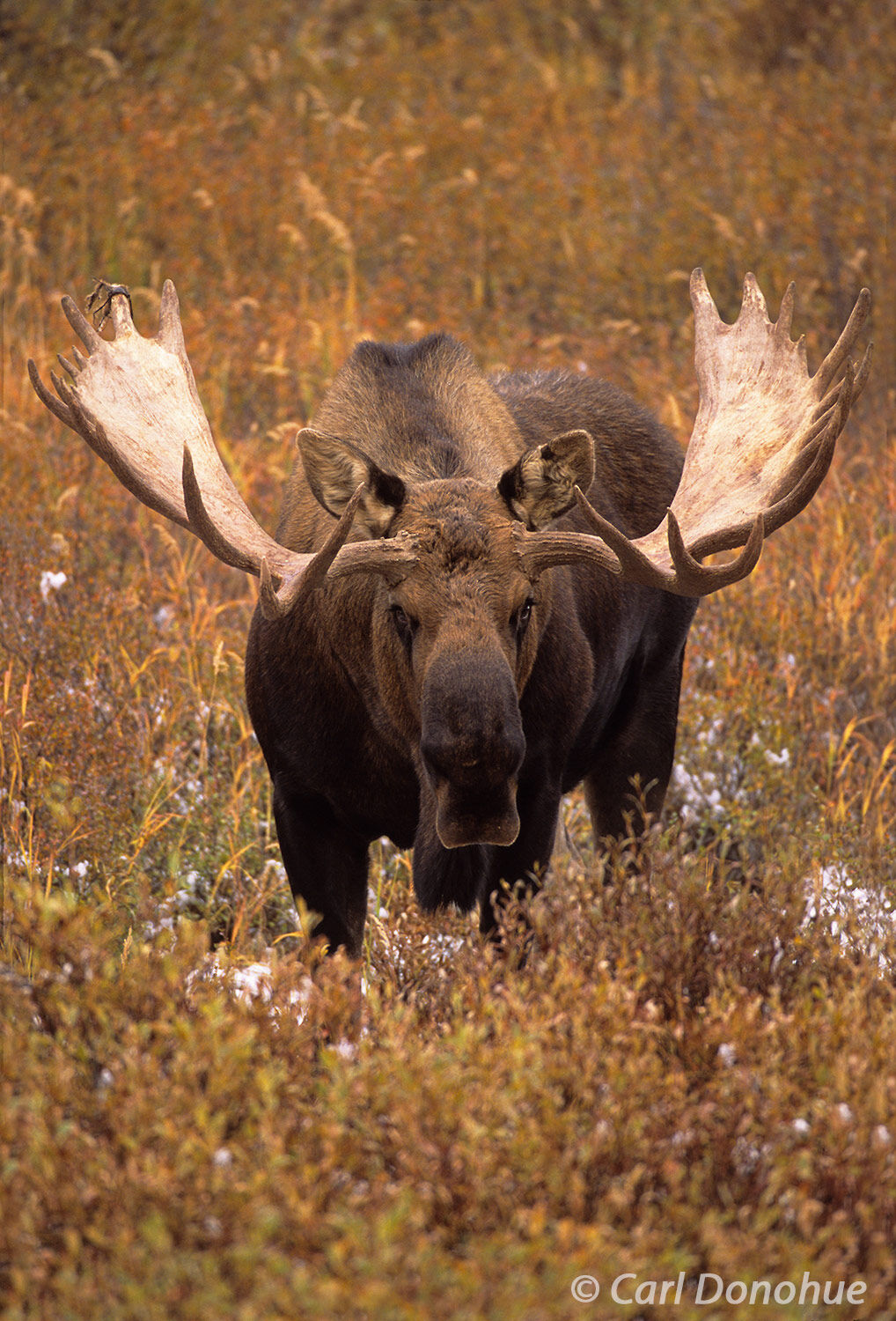 The fall colors provide a stunning backdrop for this photo of a bull moose in Denali National Park. The bull moose stands strong...