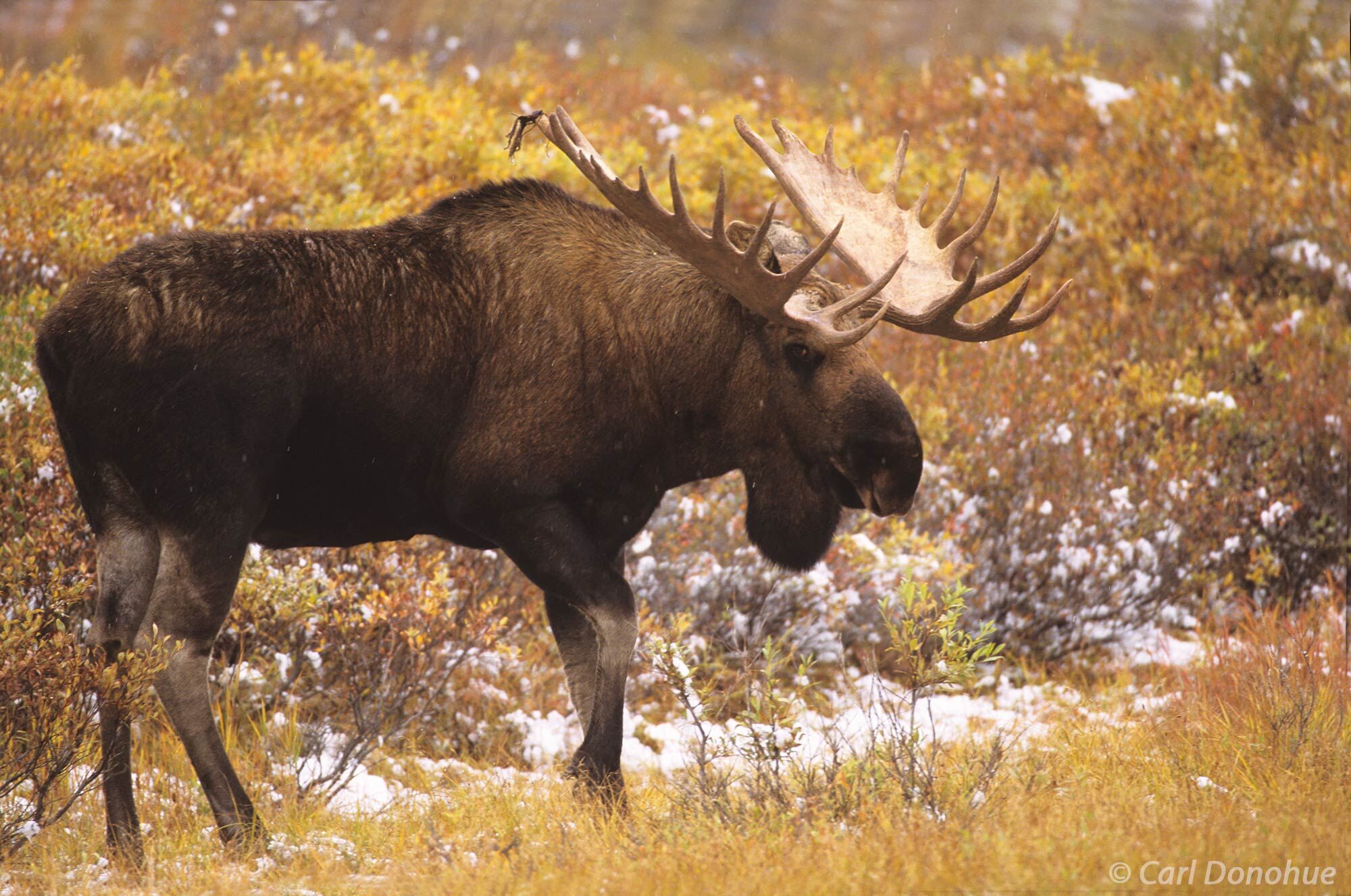 The bull moose stands strong in the face of the changing seasons, fresh snow on fall colors in the tundra. A powerful symbol...