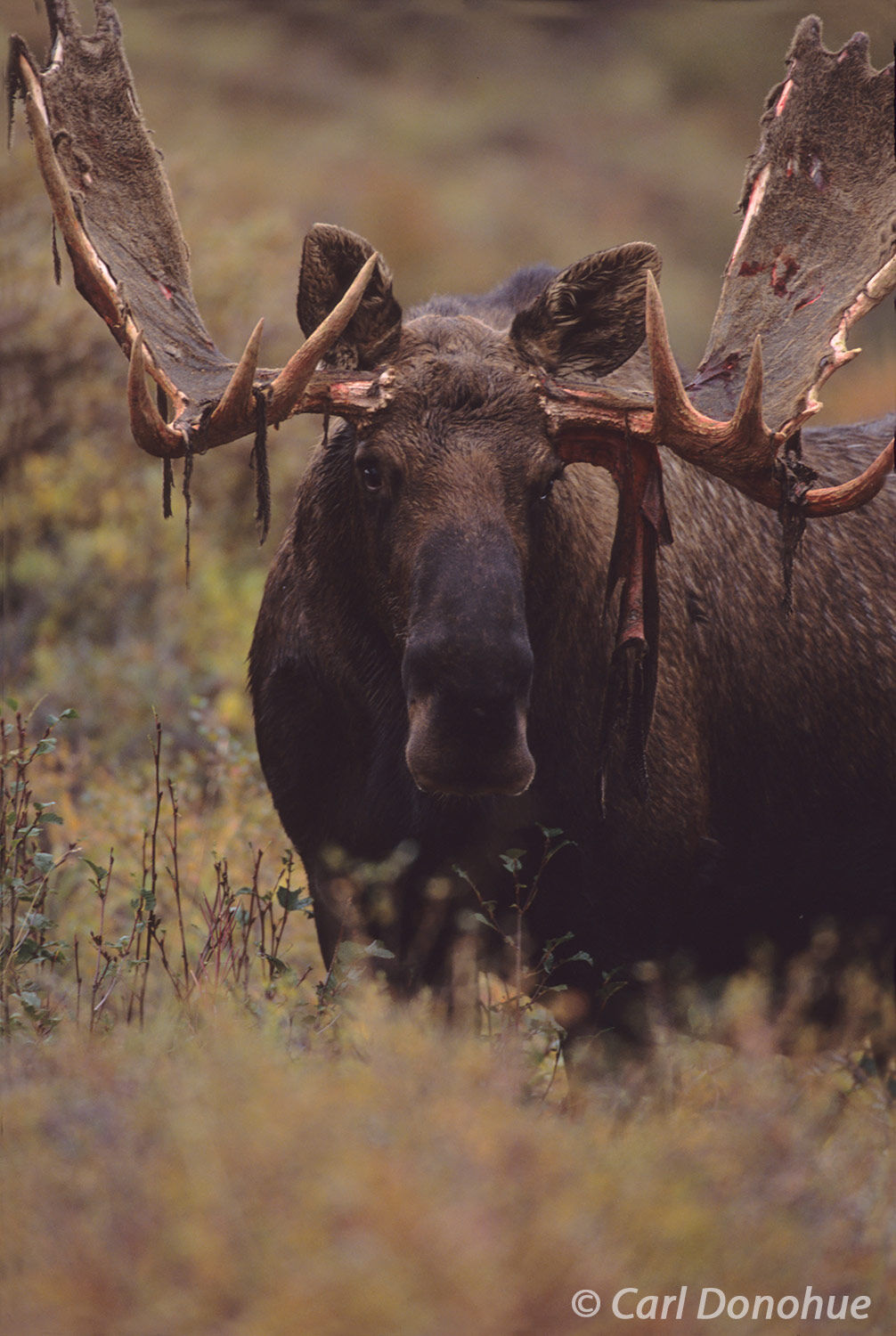 A bull moose stands tall among the fiery reds and oranges of the fall foliage in Denali. Bull moose are a symbol of the rugged...