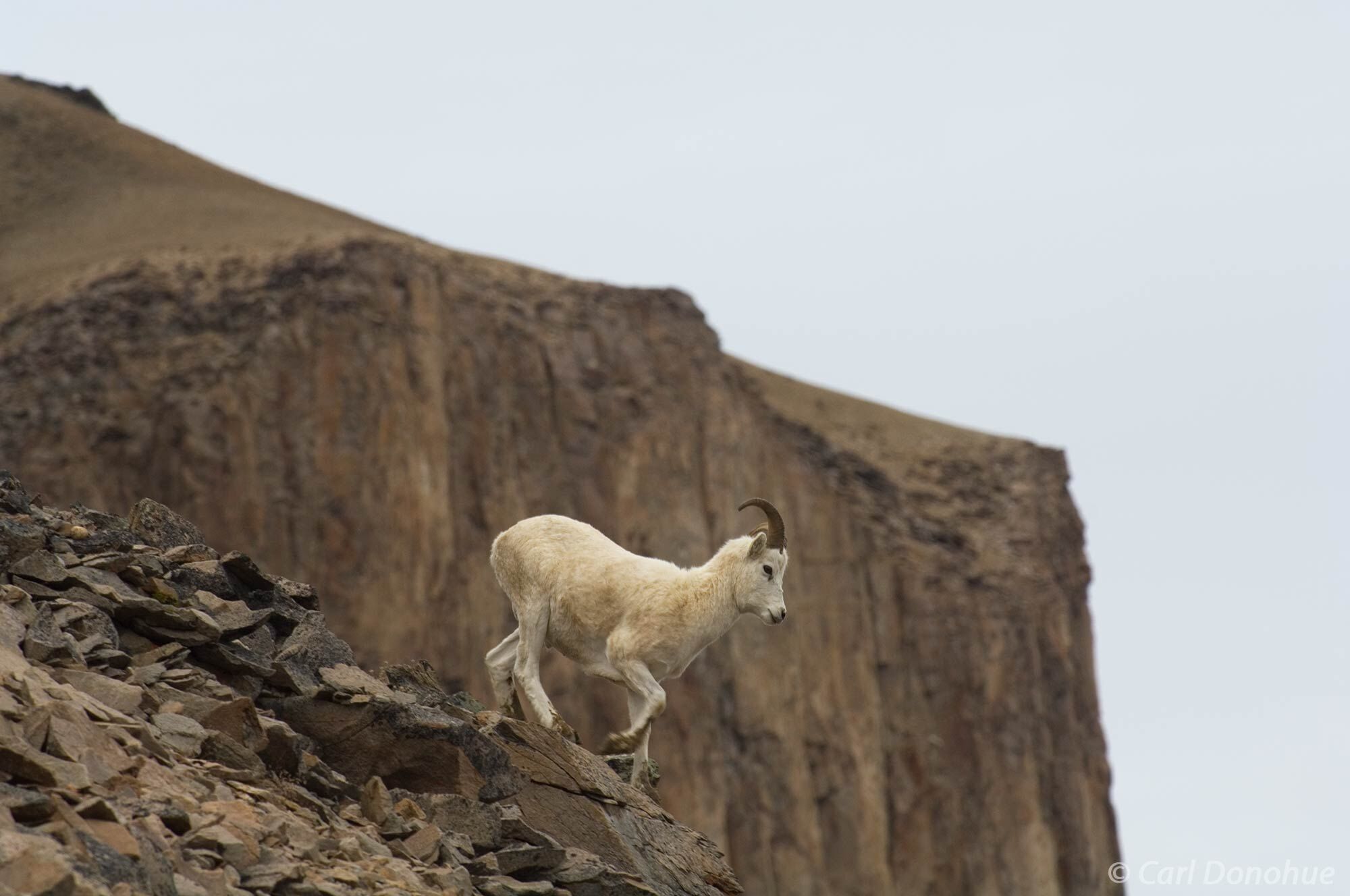 Dall Sheep lamb running on scree slope, Wrangell-St. Elias National Park, Alaska. Ovis Dalli dalli.