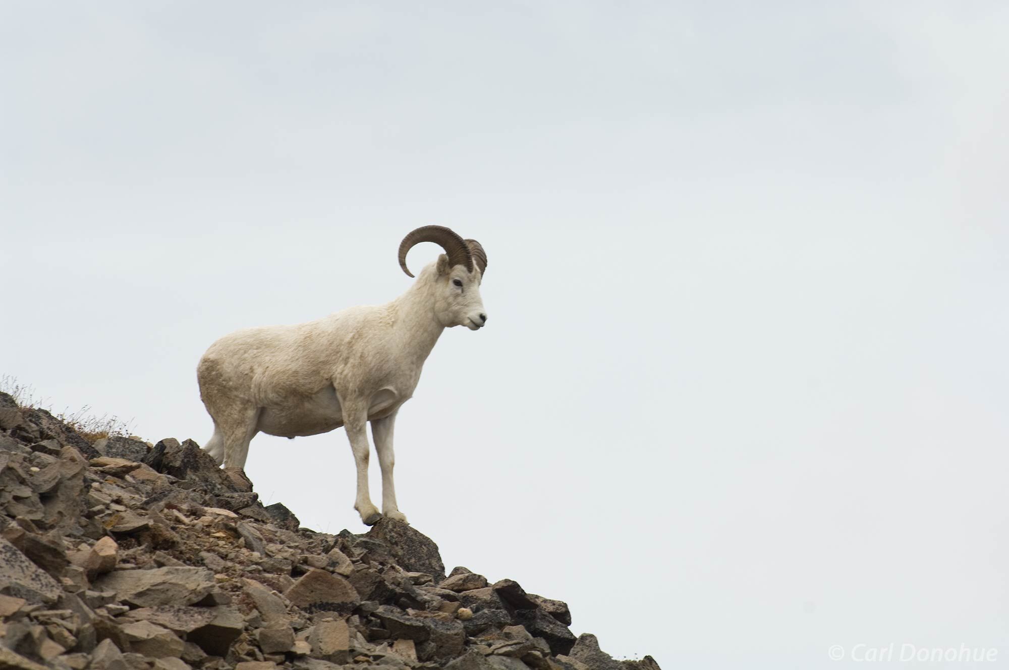 Dall Sheep ram, or male, traverses a scree slope, Wrangell-St. Elias National Park, Alaska. Ovis Dalli dalli.