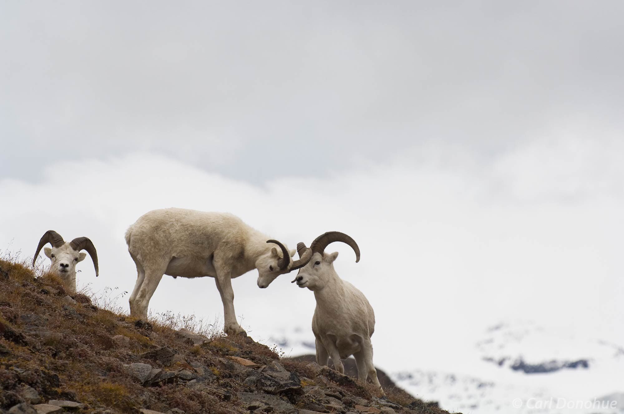 Dall Sheep rams, or males, butting heads a scree slope, Wrangell-St. Elias National Park, Alaska. Ovis Dalli dalli.