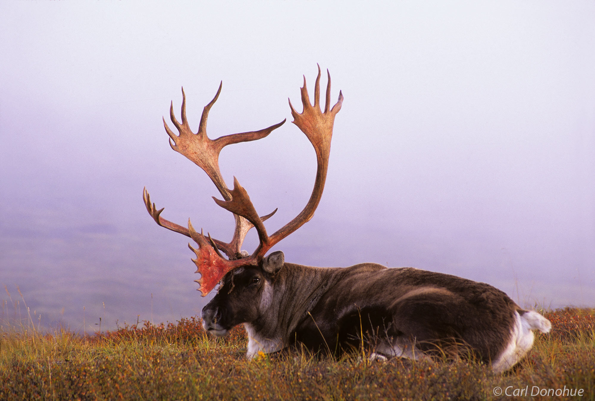 Caribou bull rests on the open tundra of Denali National Park, Alaska. 