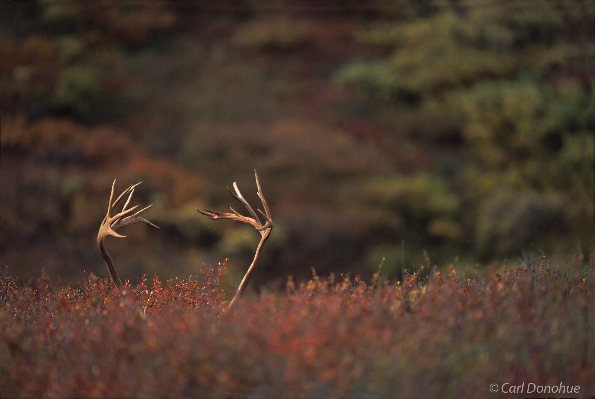 Caribou bull antlers rise above the high tundra. The foliage is mostly fall colors willow and dawn birch. Denali National Park...