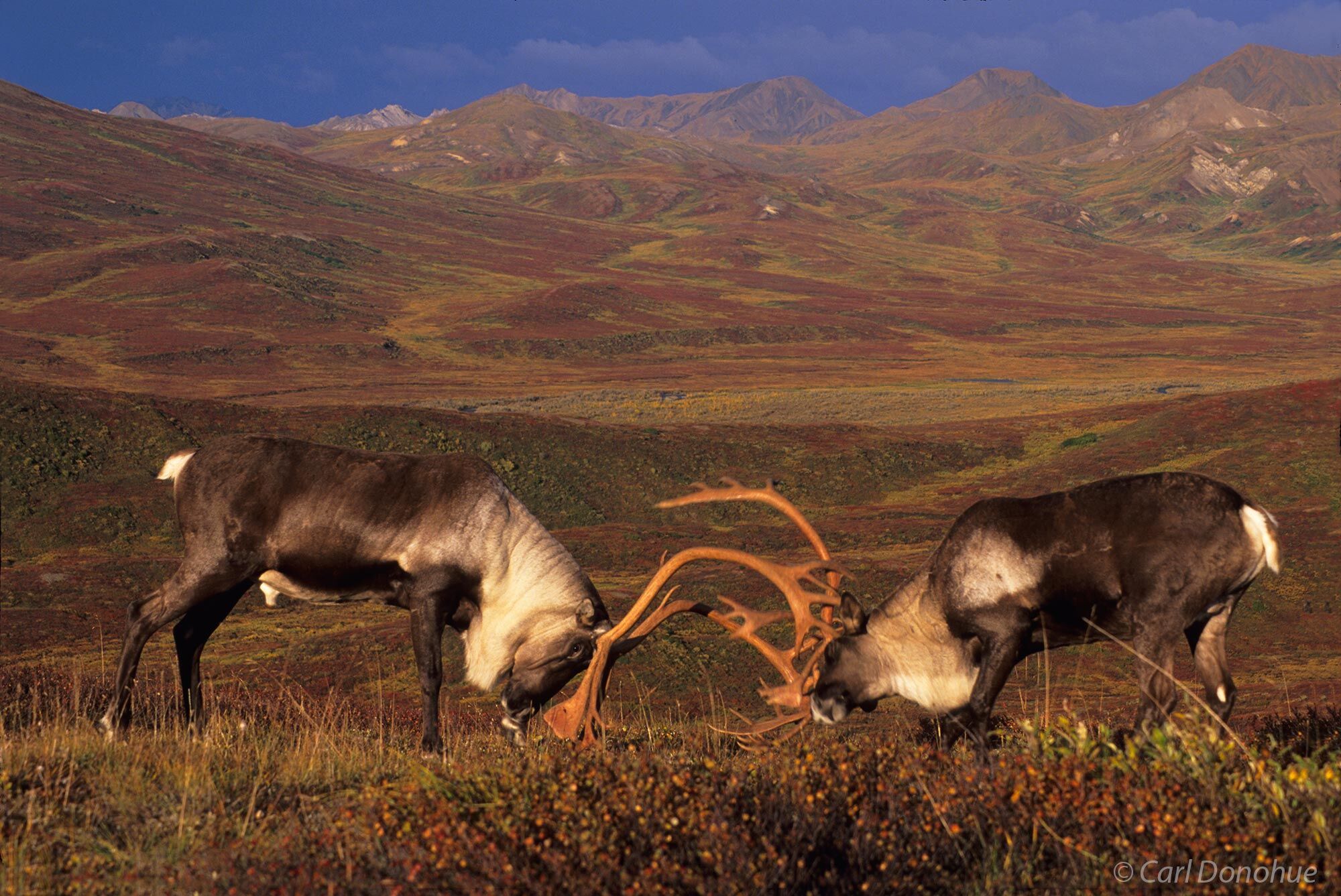 Caribou bulls spar on the open tundra of Denali National Park, Alaska.