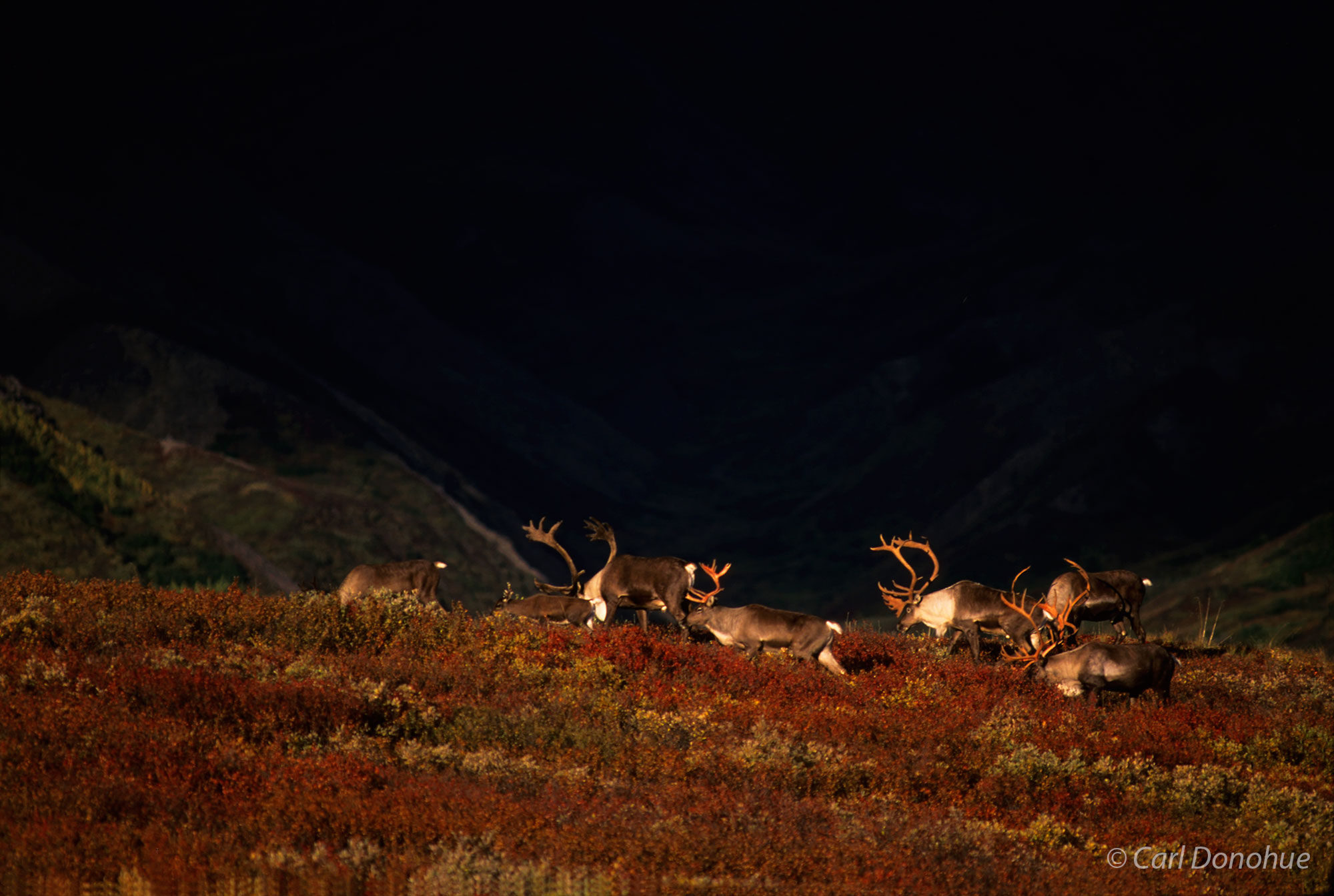 The migration of a small caribou herd, calves, bulls and cows across the open tundra during late fall, Denali National Park, Alaska.