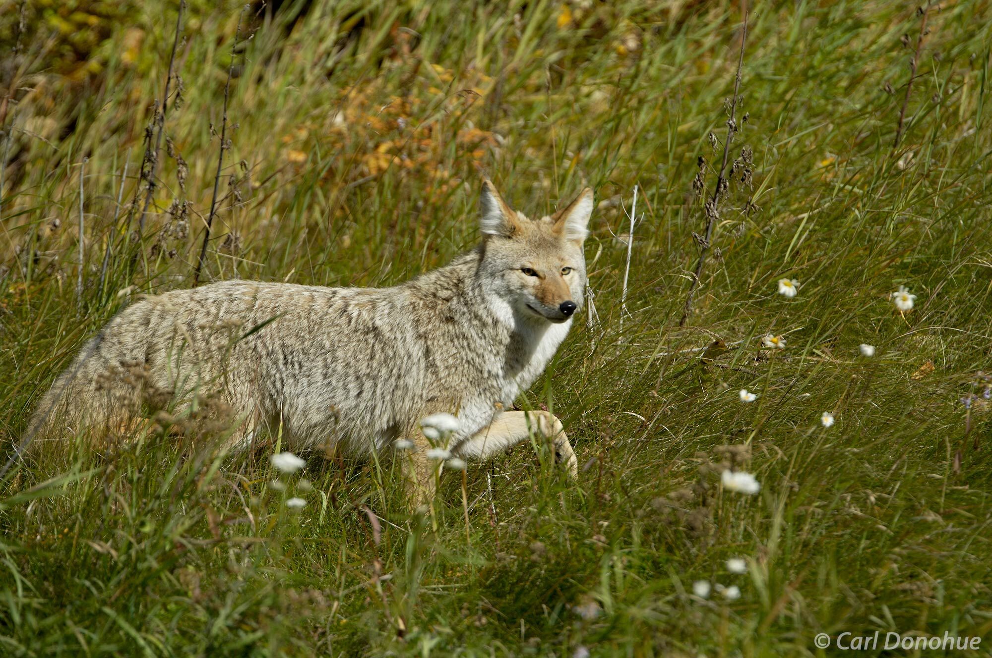Coyote in field of wildflowers, Jasper National Park, Alberta, Canada. Canis latrans.