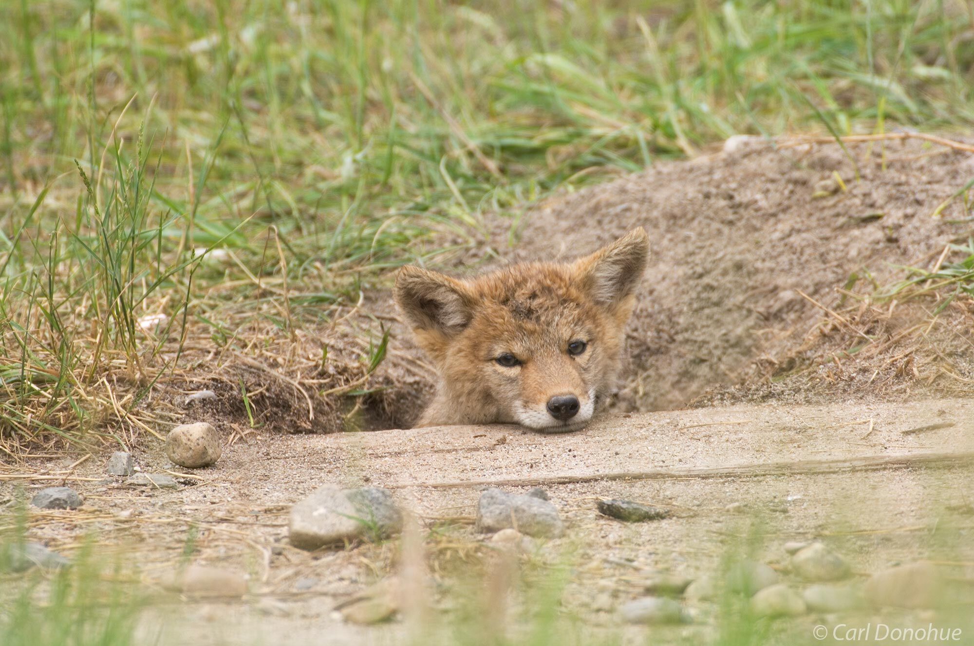 A coyote pup peers out of the entrance to his den, in the Canadian Rockies, Jasper National Park, Alberta, Canada.