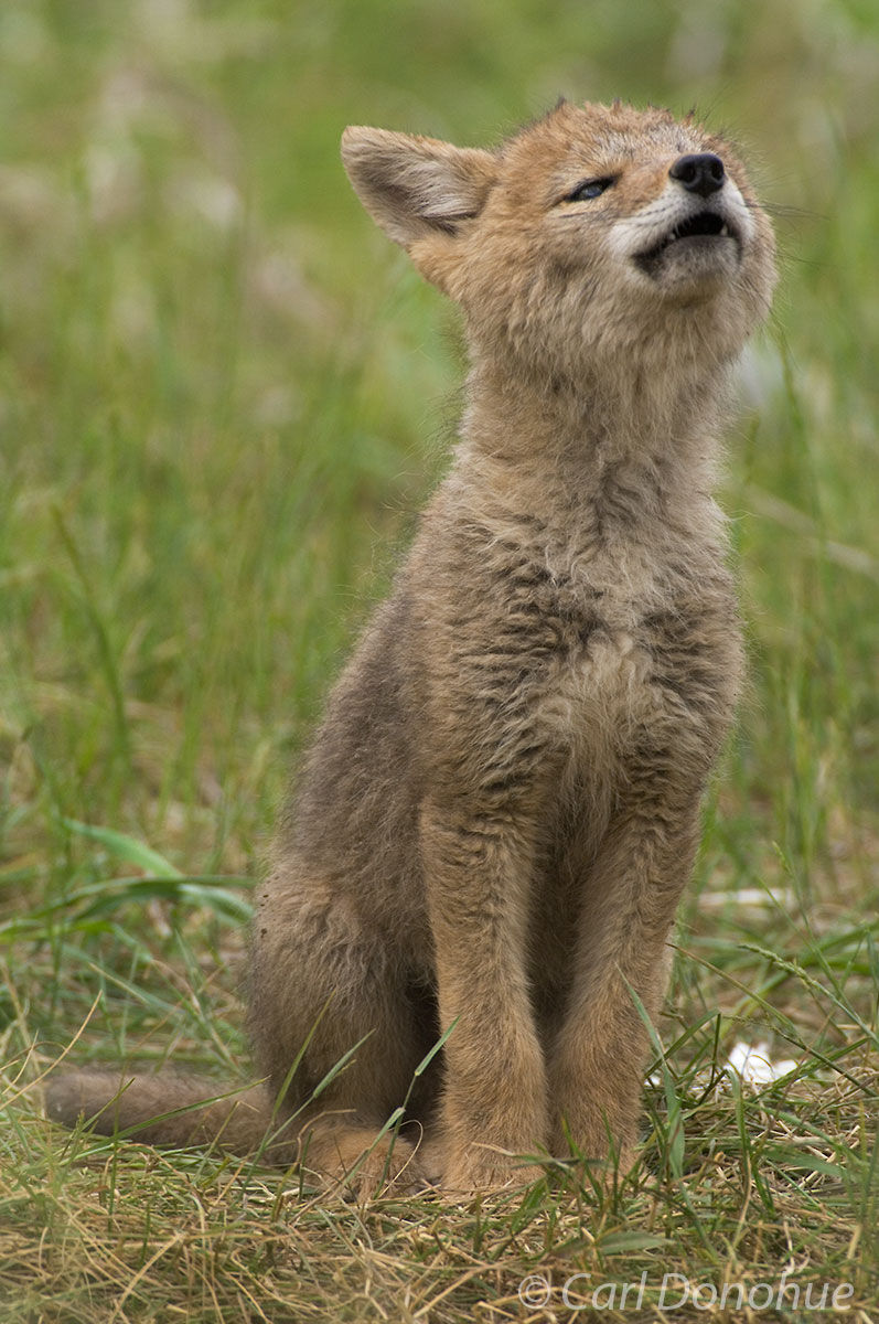 A coyote pup just beginning to howl raises his head and lets it go, Jasper National Park, Alberta, Canada.