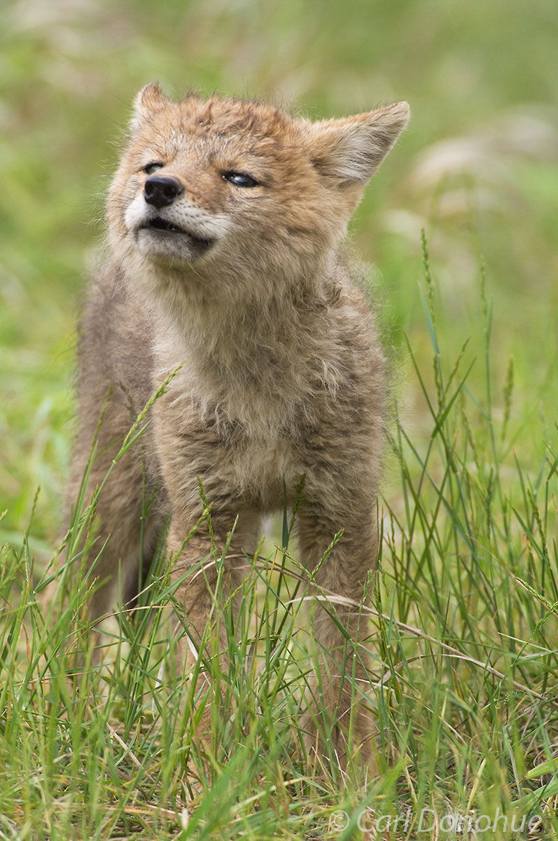 Letting out the cutest little howl I've heard, this coyote pup was a joy to photograph near his den in Jasper National Park...
