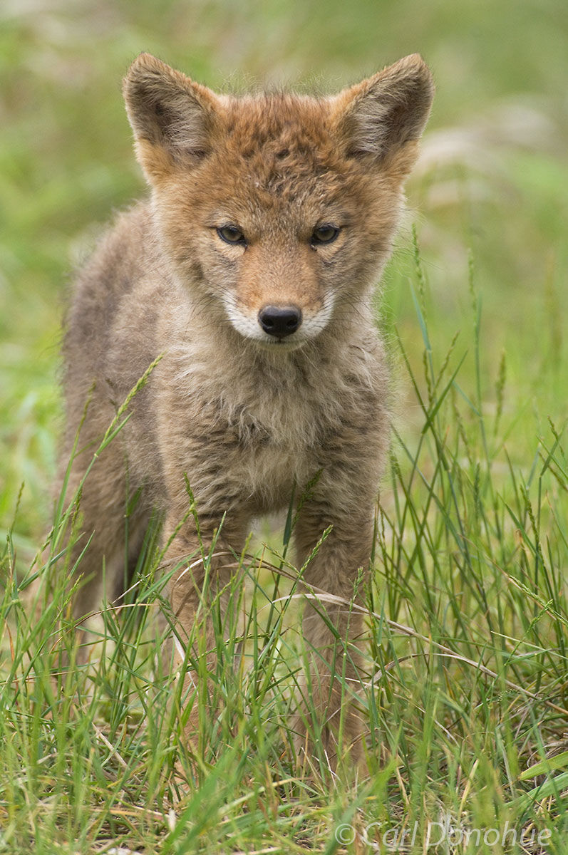 Curious coyote pup keeps an eye on me as he ventures toward my camera, Jasper National Park, Canada.
