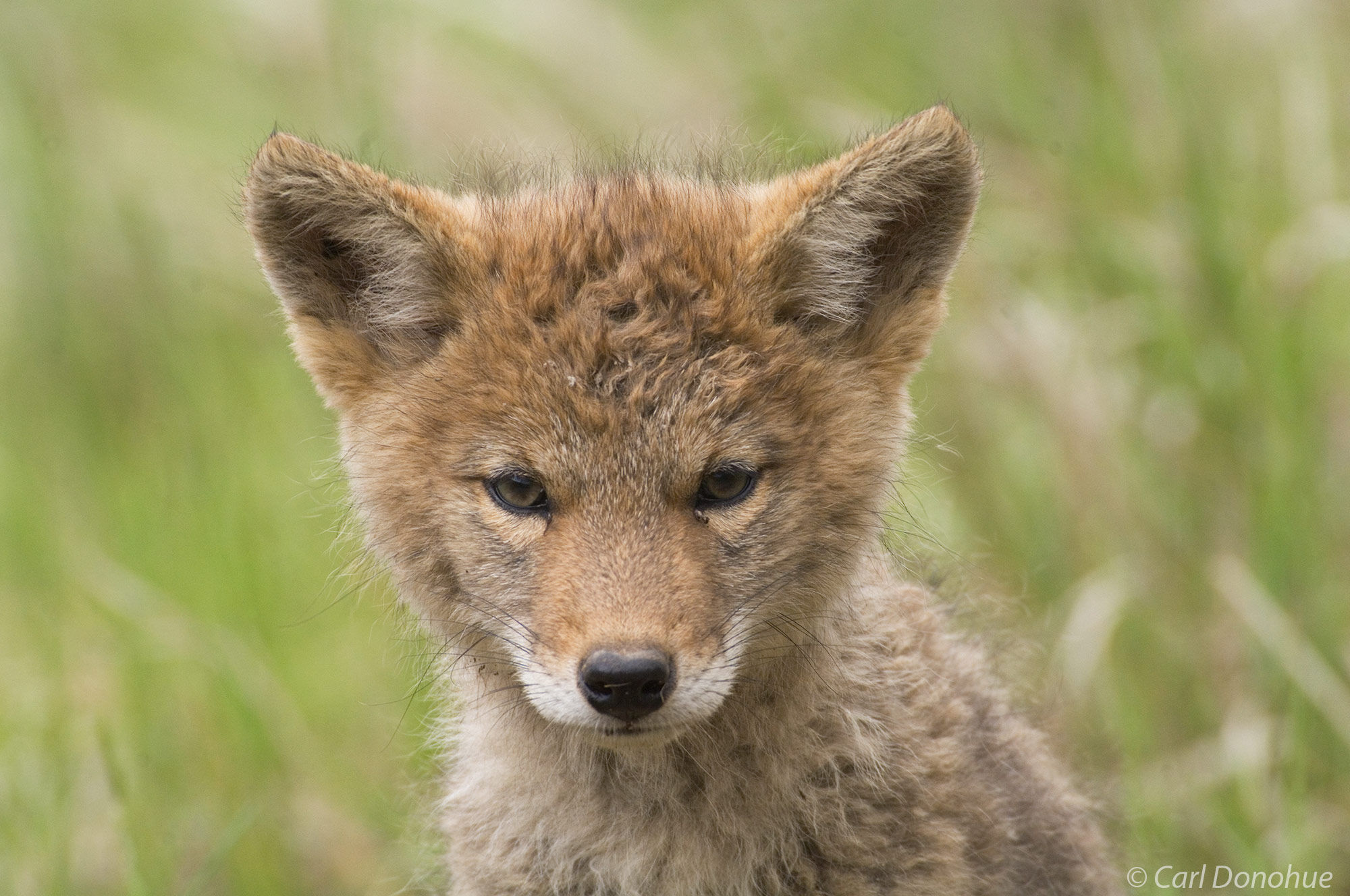 Intently curious, a coyote pup stares ahead, Jasper National Park, Alberta, Canada.