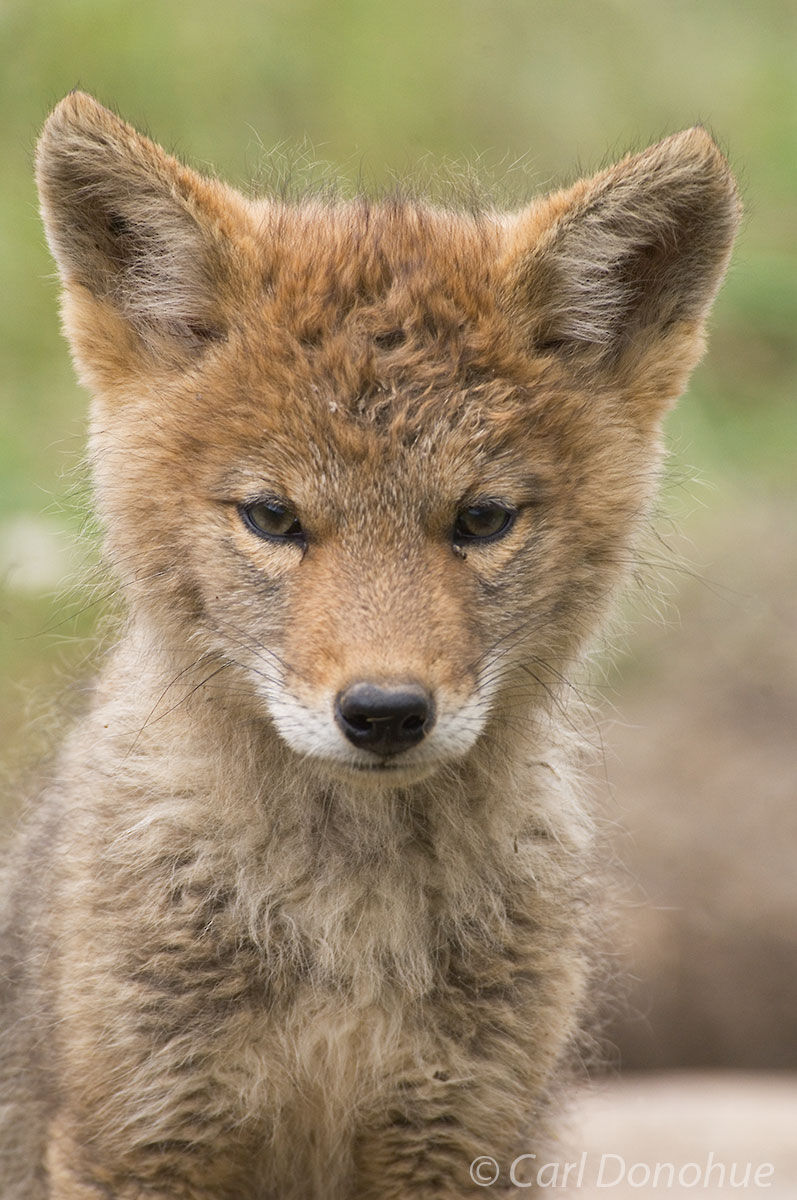 Headshot of a coyote pup in the Canadian Rockies, jasper National Park, Alberta, Canada.