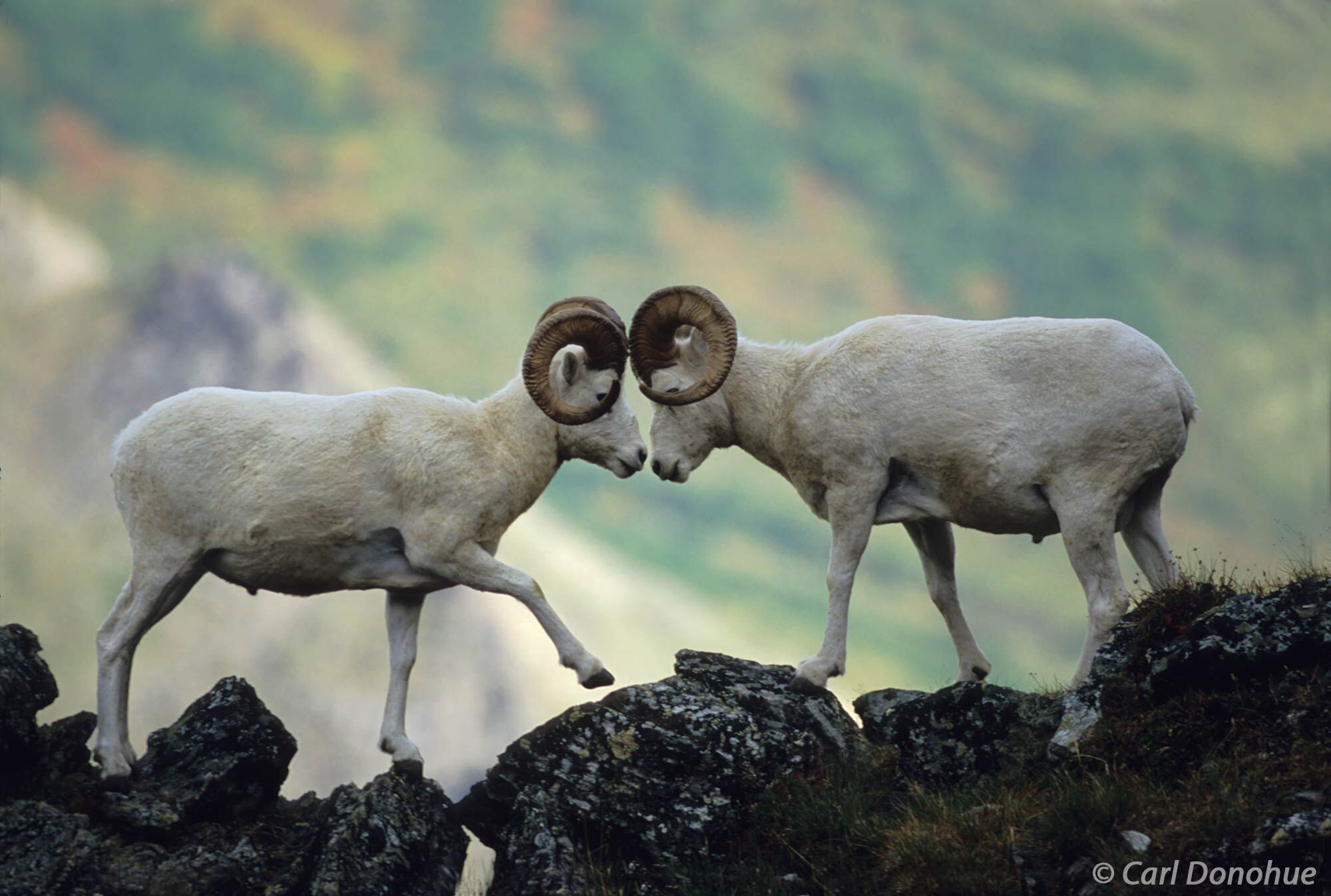 Dall Sheep rams sparring on a rocky ledge high in the Alaska Range mountains. The two mature rams fought briefly over territory...
