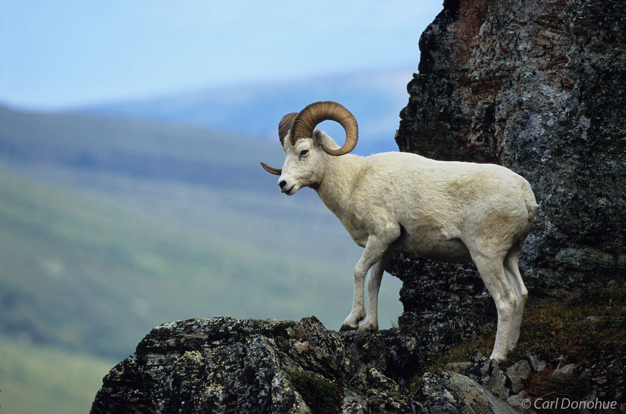 A Dall Sheep ram walks out on a mountain ledge in the Alaska Range, (Ovis dalli dalli) Denali National Park, Alaska.