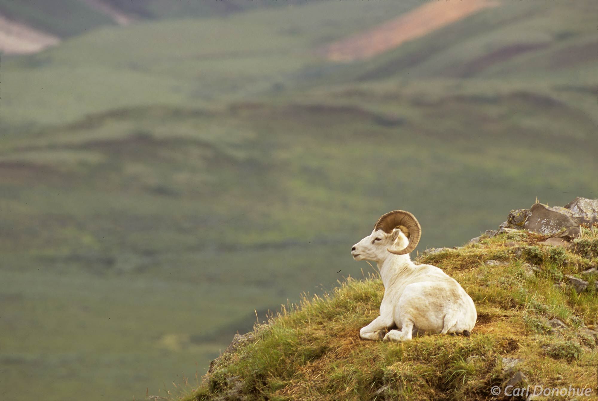 Dall Sheep, (Ovis dalli dalli) Ram, portrait, Denali National Park, Alaska.