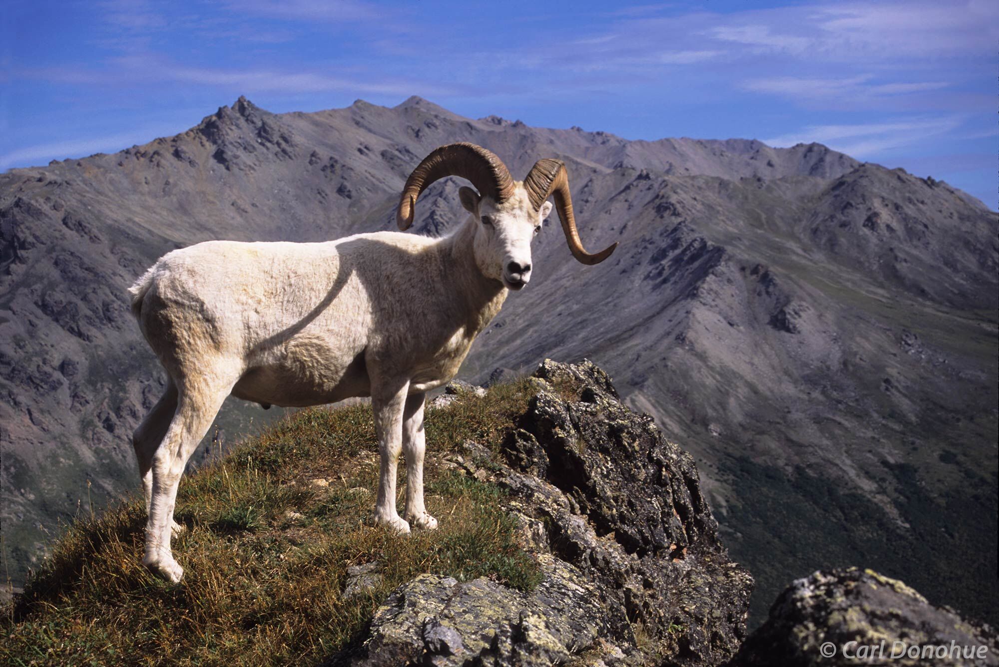 Dall Sheep ram, standing on a ridge near the entrance of Denali National Park, Alaska. Ovis Dalli dalli.