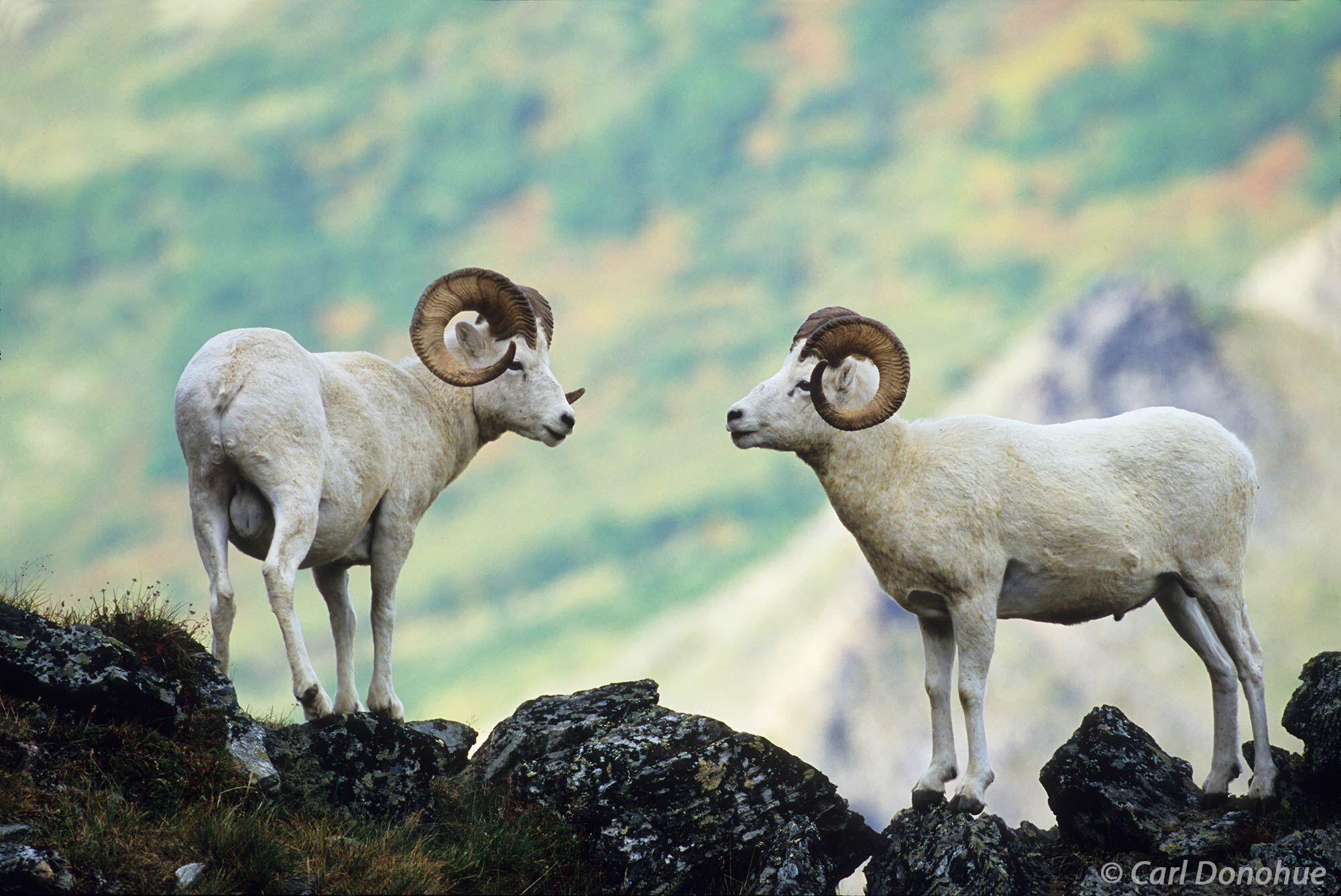 Two adult Dall sheep rams, or males, standing and face off over prime spot on a rocky ridge high in the mountains of the Alaska...