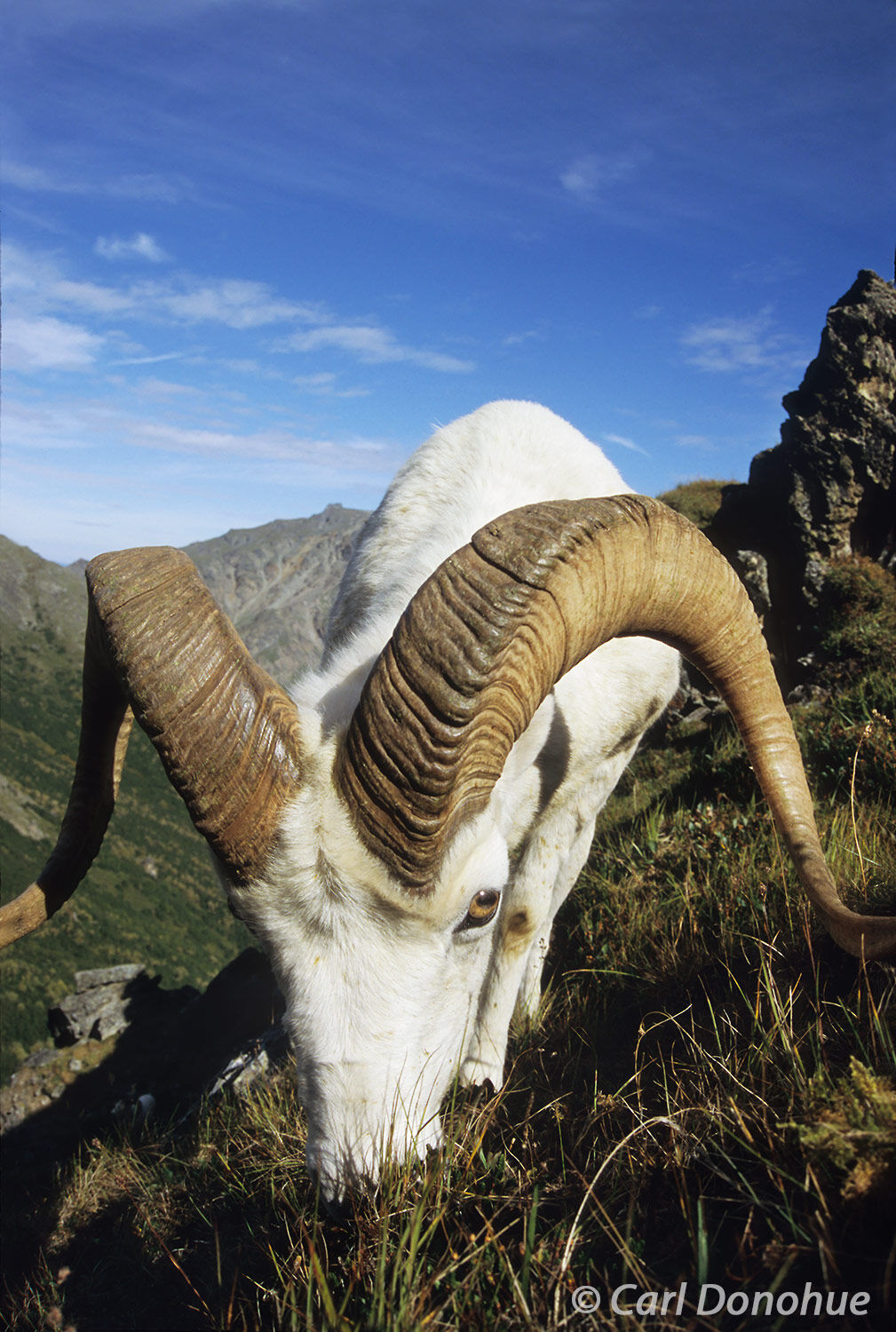 A large full-curl Dall sheep ram approaches closely in Denali National Park and Preserve, Alaska.  I had lay down to sleep and...