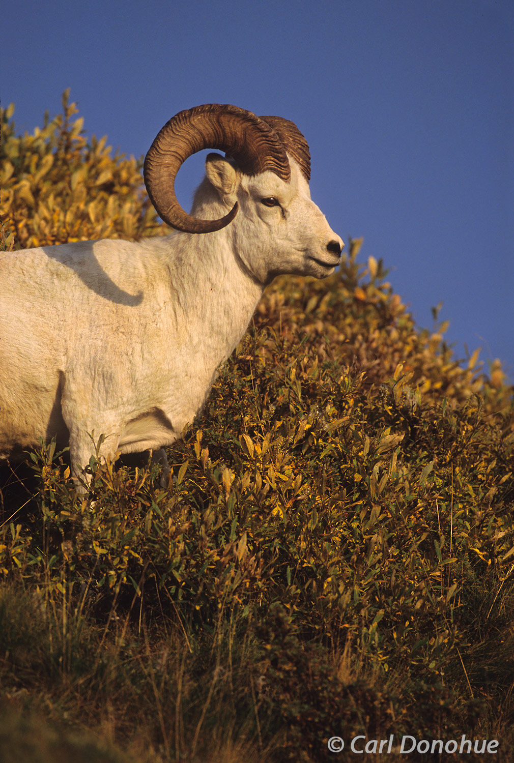 After grazing on willow and alder leaves, the Dall sheep male moved across the hillside to join a nearby band of rams before...