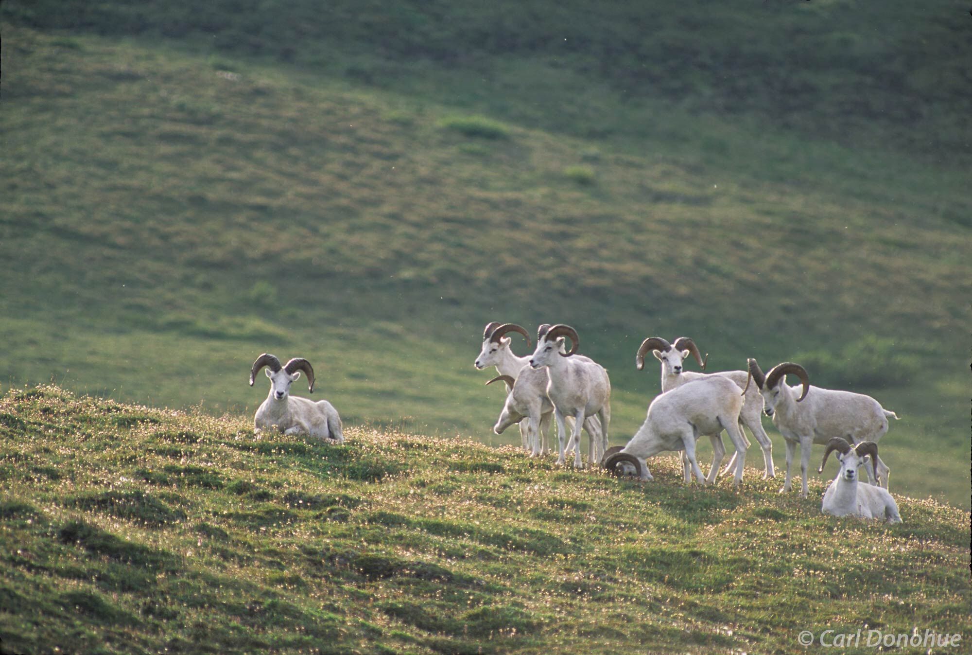 A band of Dall sheep rams, (Ovis dalli dalli) or Dahl's sheep, rams, stand on the tundra of MacColl Ridge, in Wrangell-St. Elias...