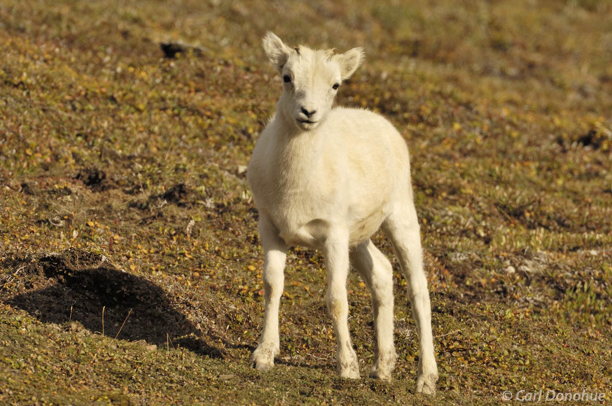 Dall Sheep lamb on a mountainside in the Wrangell Mountains, Wrangell-St. Elias National Park, Alaska. These amazing creatures...