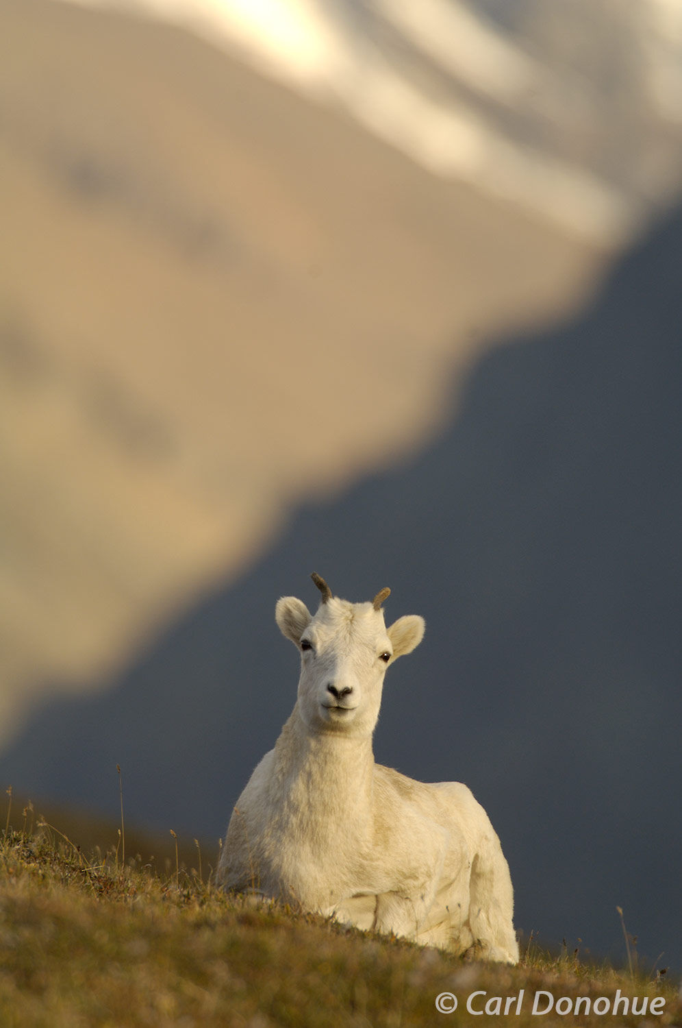 Dall Sheep lamb, a young female, lying on the tundra in the Wrangell Mountains, Wrangell-St. Elias National Park, Alaska.  Ovis...
